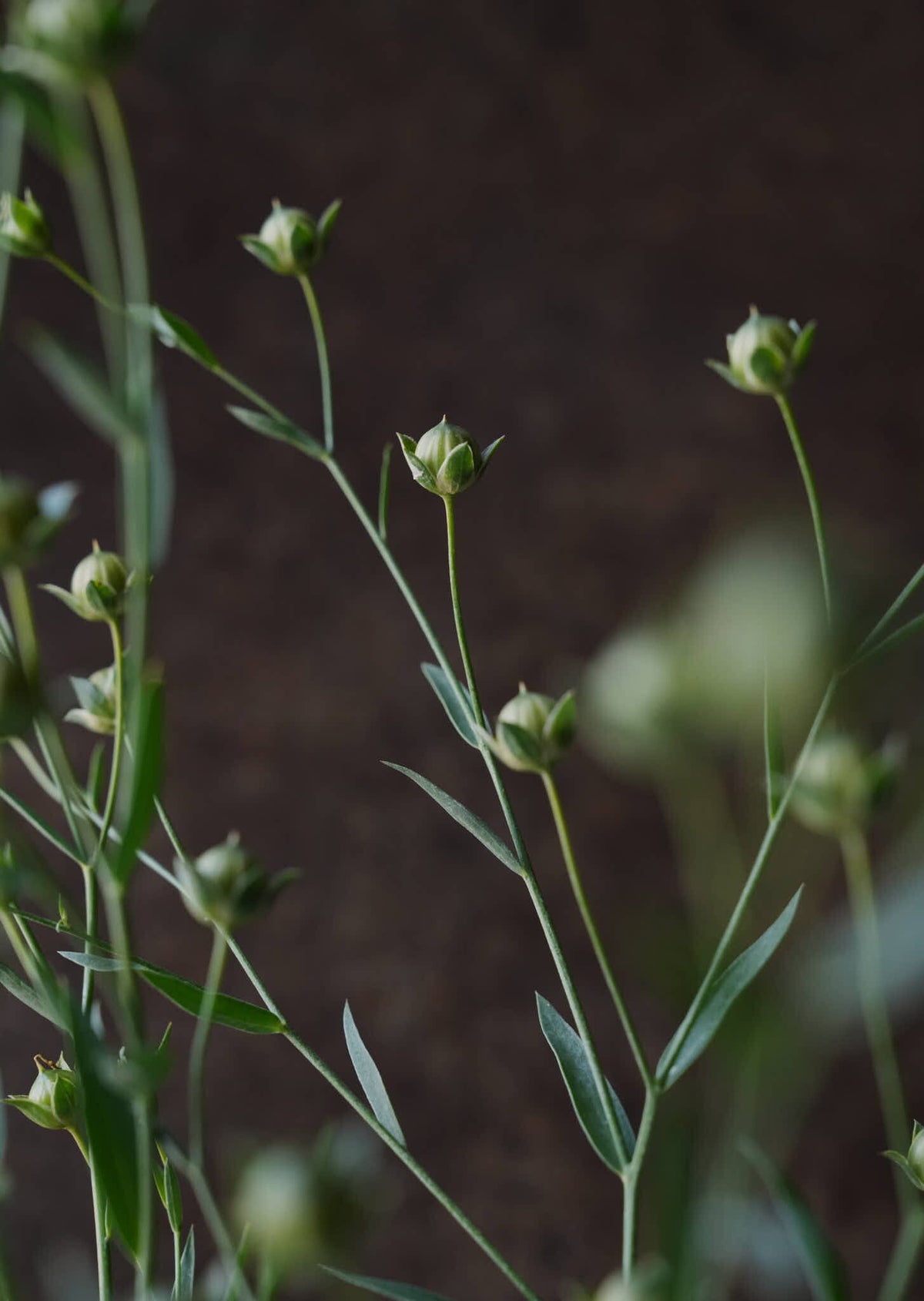Hør ‘Blå’ Seed 