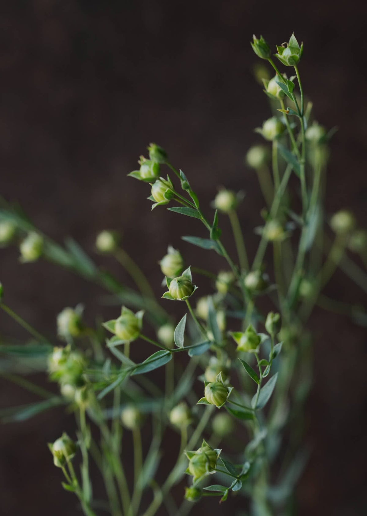 Hør ‘Blå’ Seed 