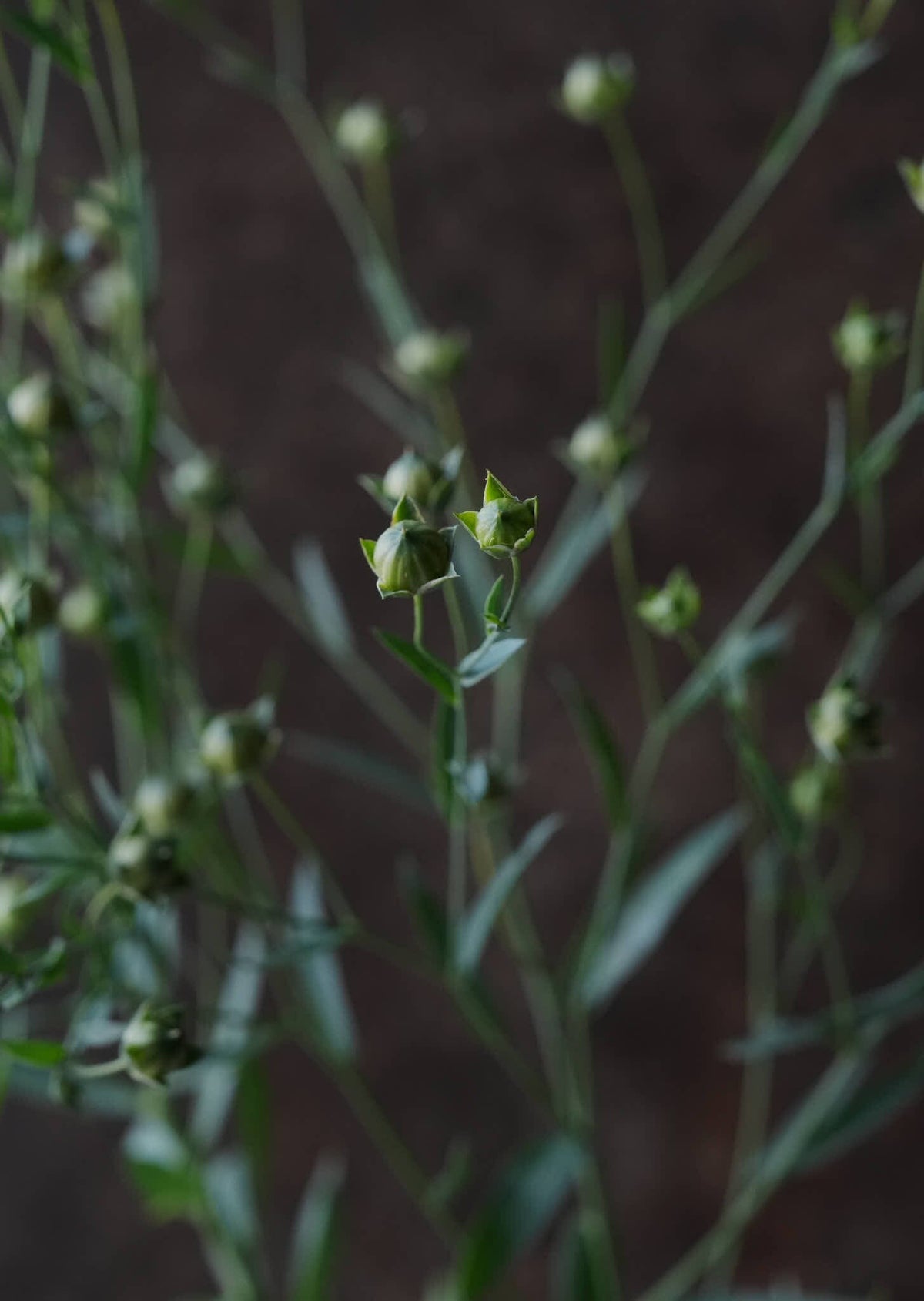 Hør ‘Blå’ Seed 
