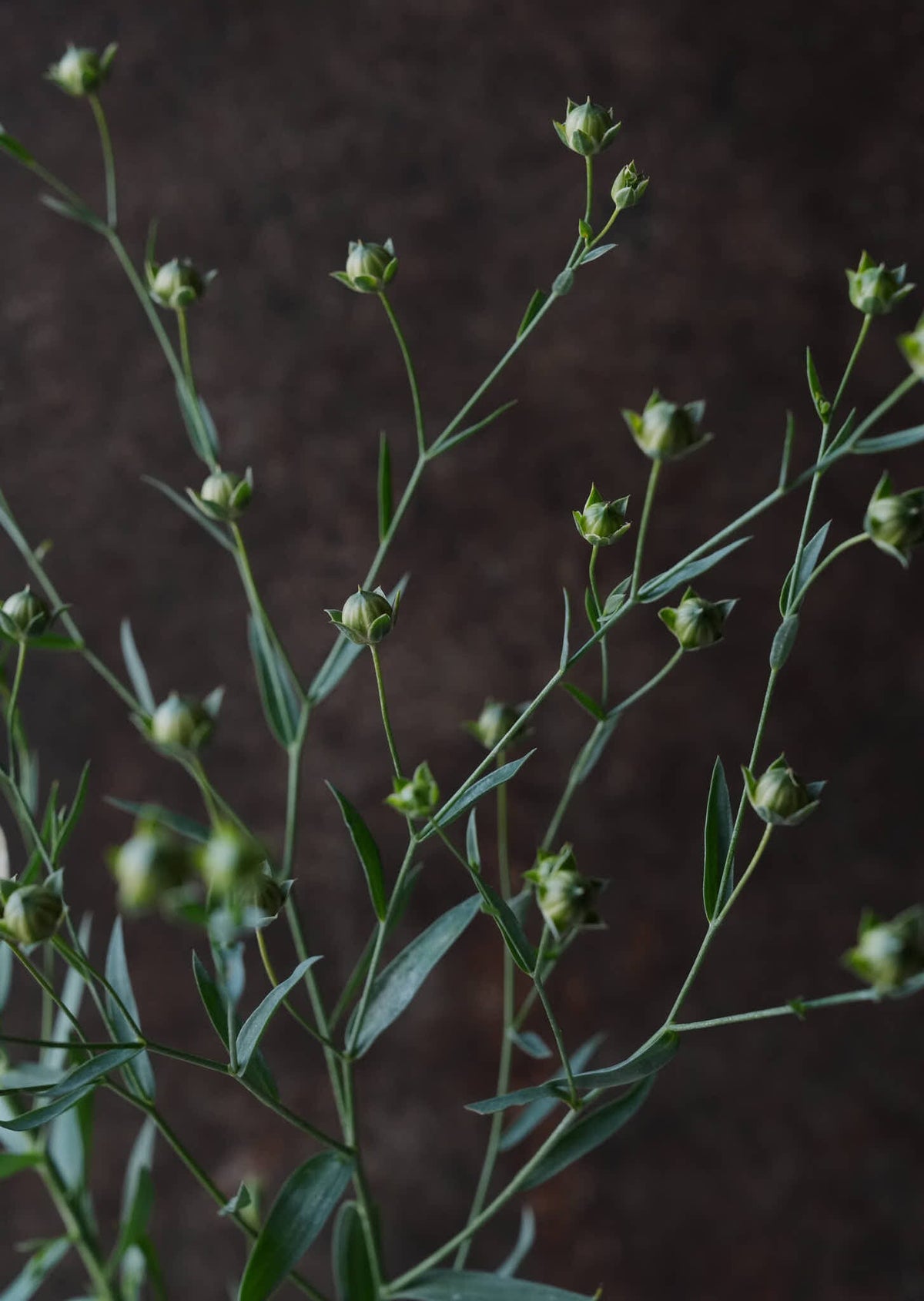 Hør ‘Blå’ Seed 