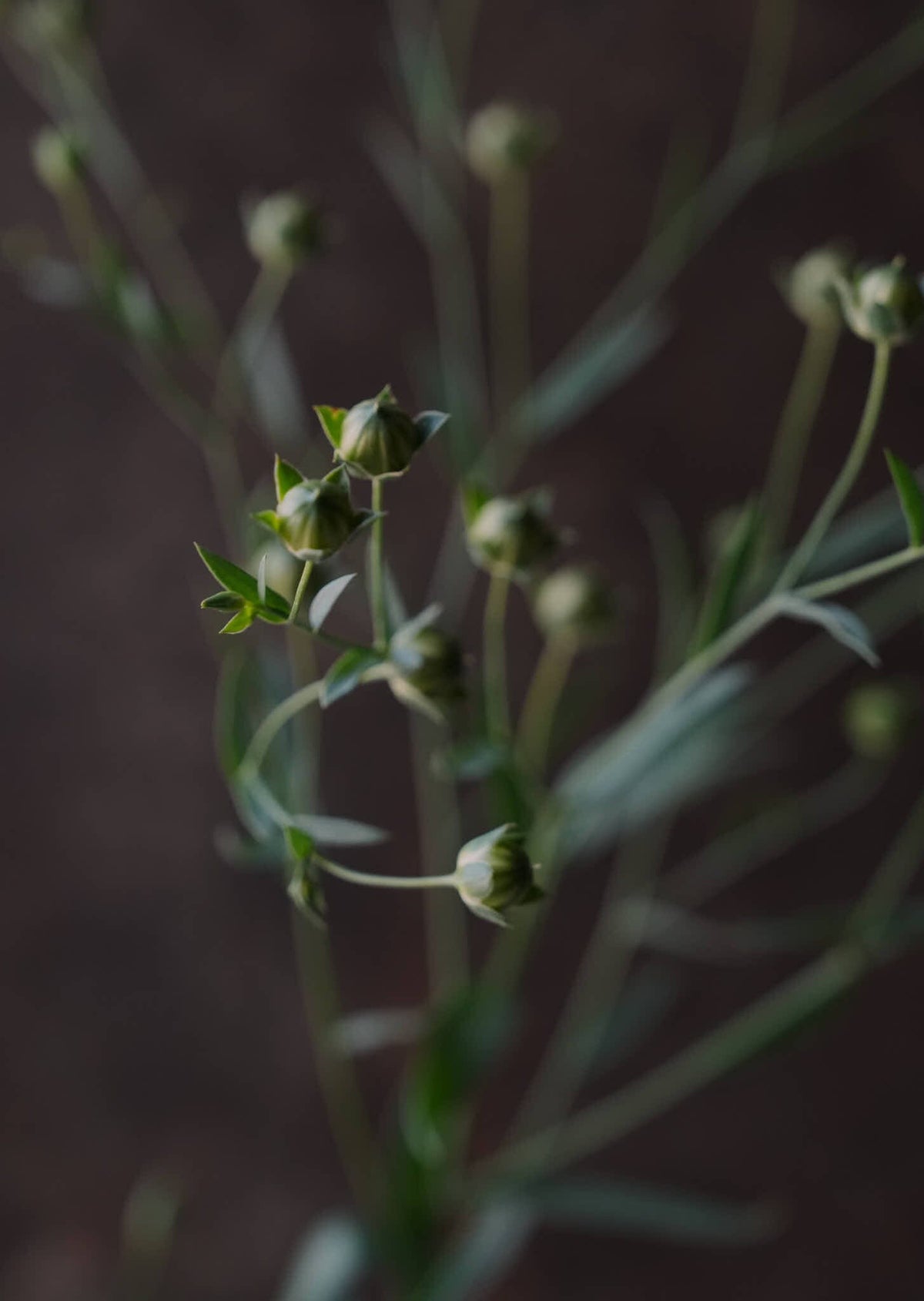 Hør ‘Blå’ Seed 
