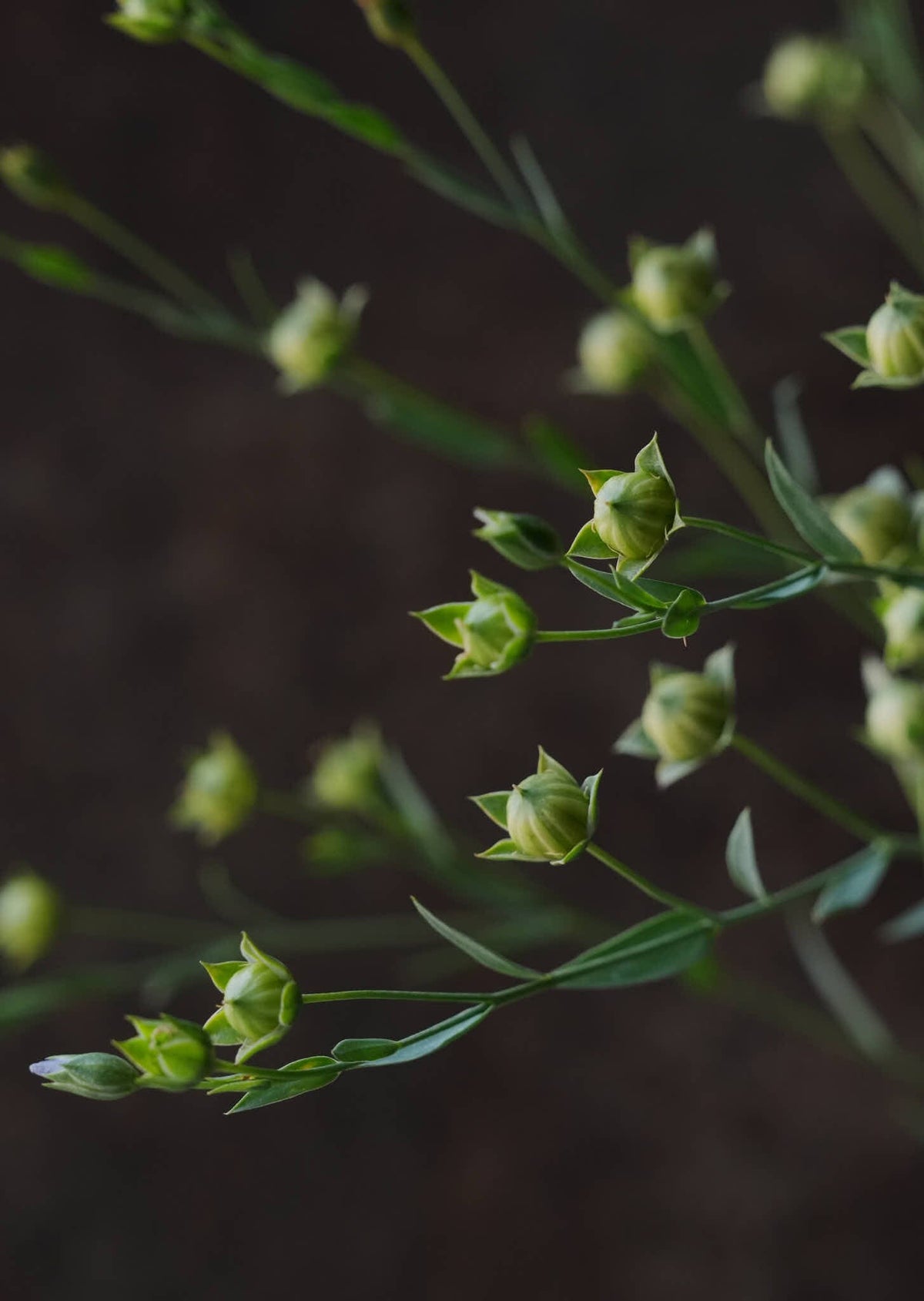 Hør ‘Blå’ Seed 