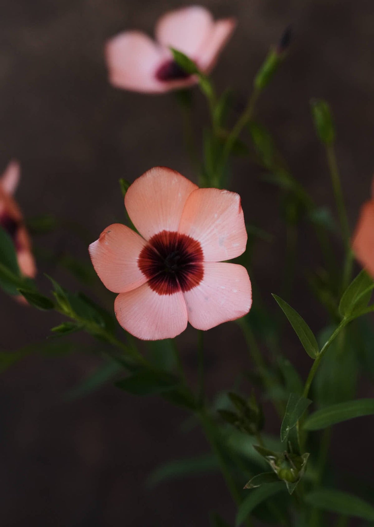 Hør 'Charmer Salmon' Seed 