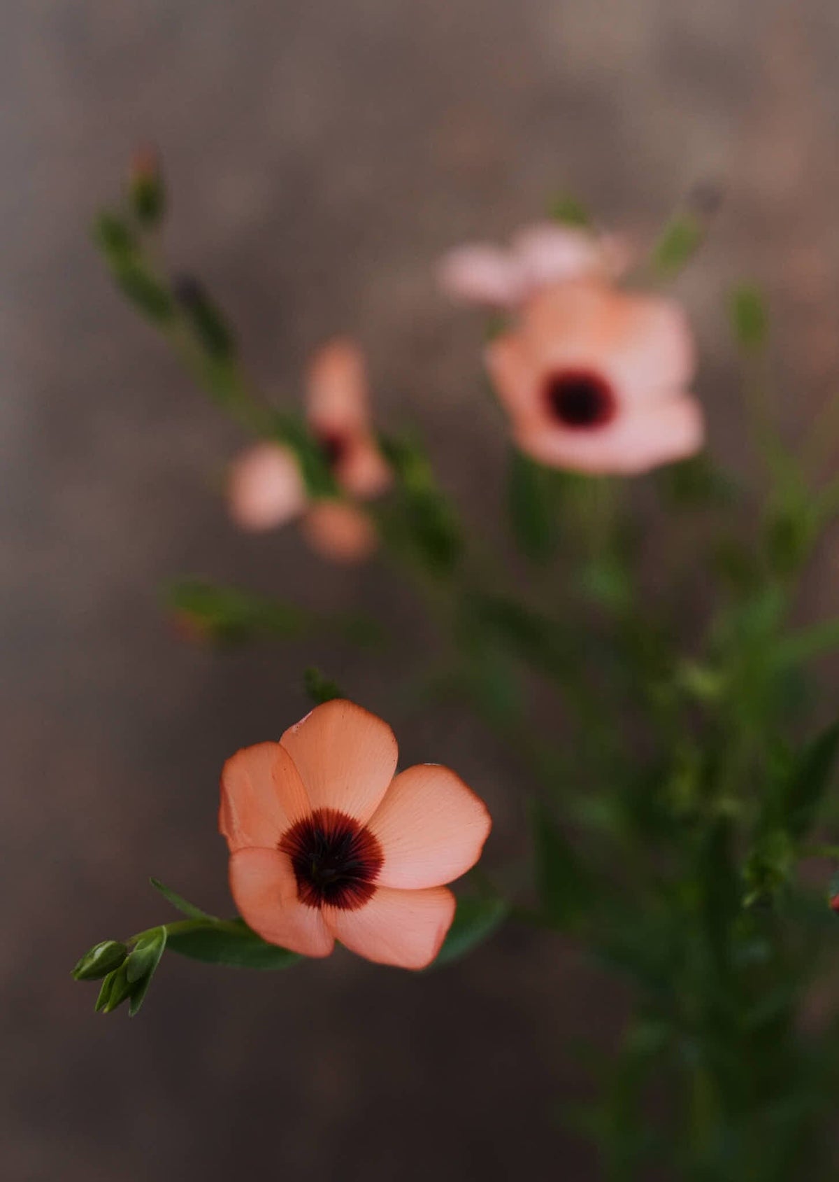 Hør 'Charmer Salmon' Seed 