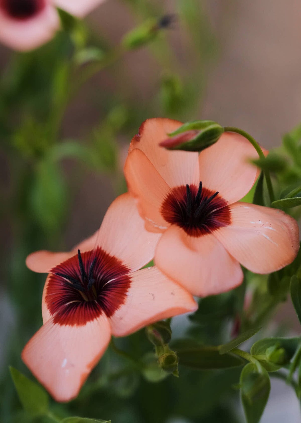 Hør 'Charmer Salmon' Seed 