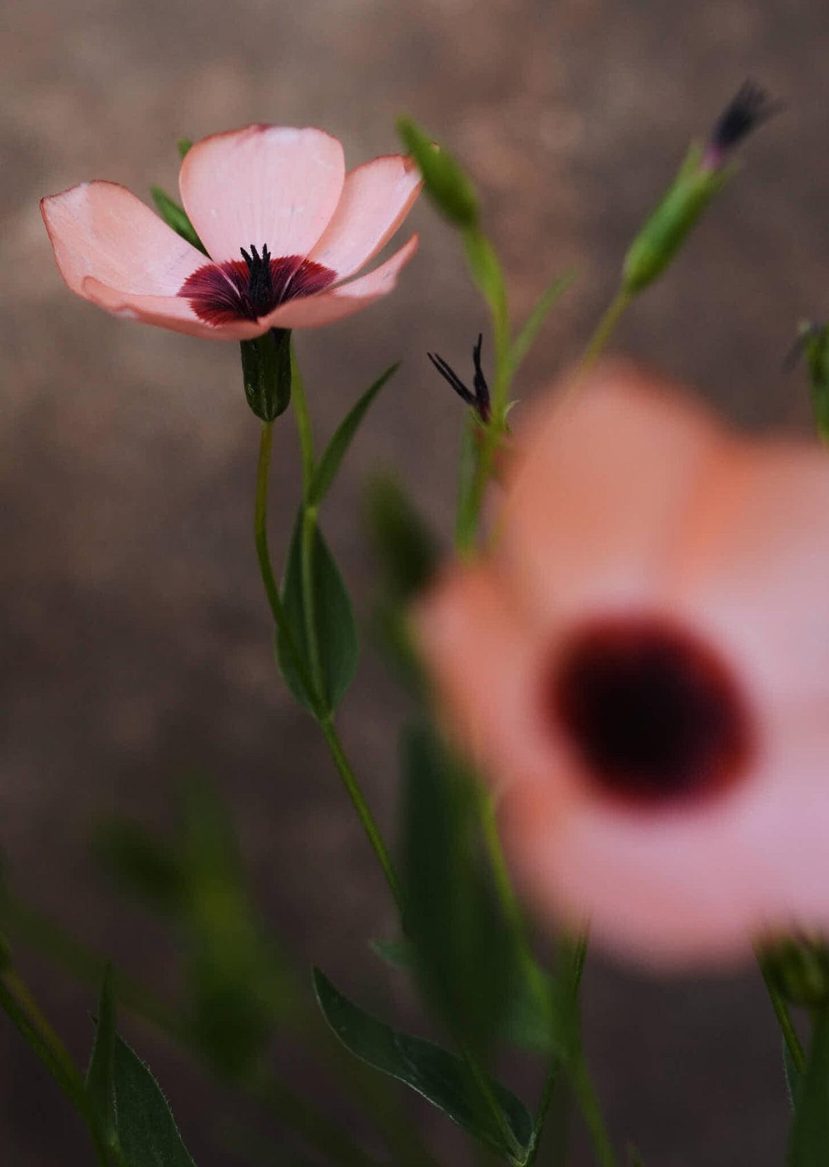 Hør 'Charmer Salmon' Seed 