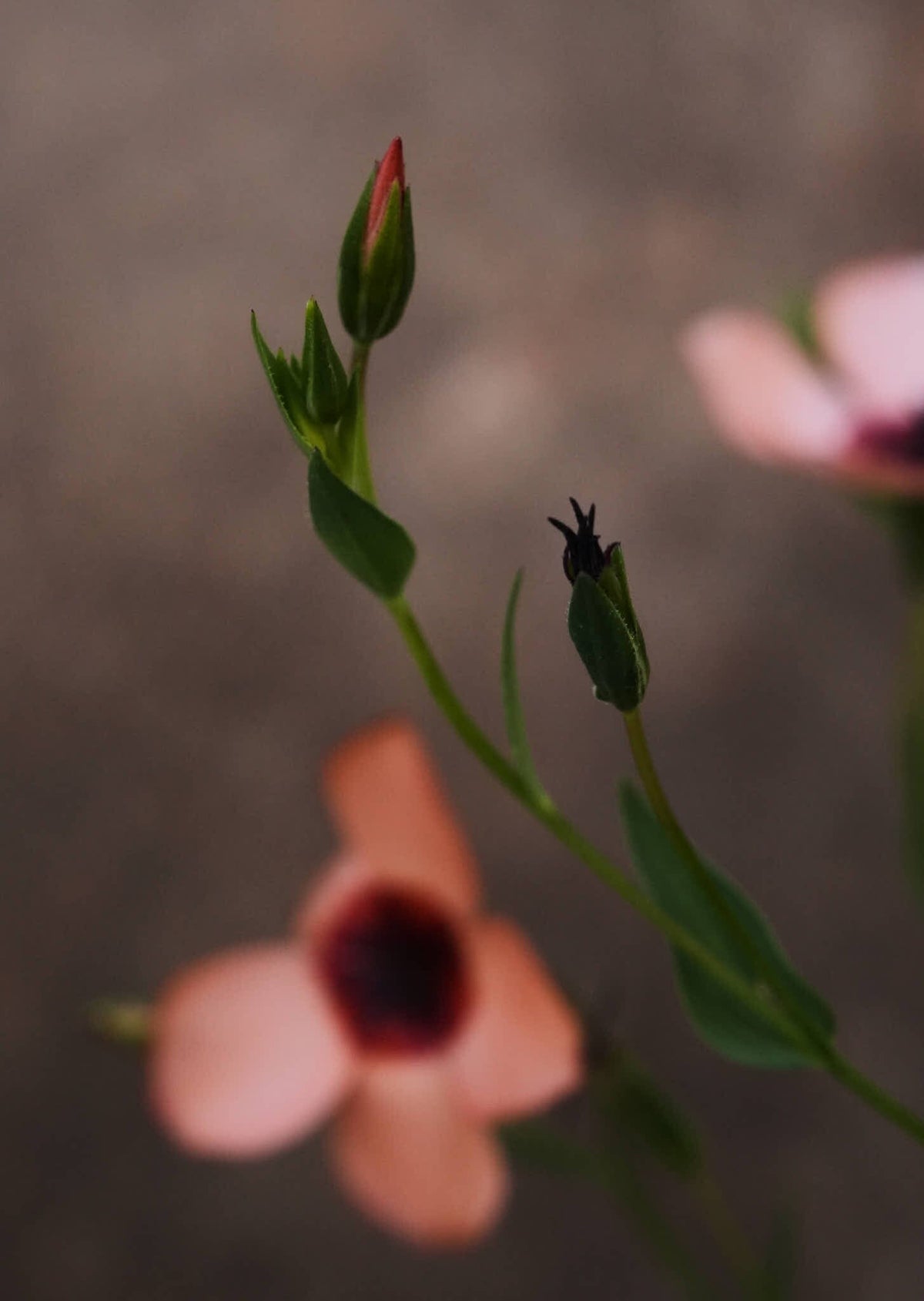 Hør 'Charmer Salmon' Seed 