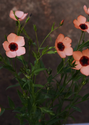 Hør 'Charmer Salmon' Seed 