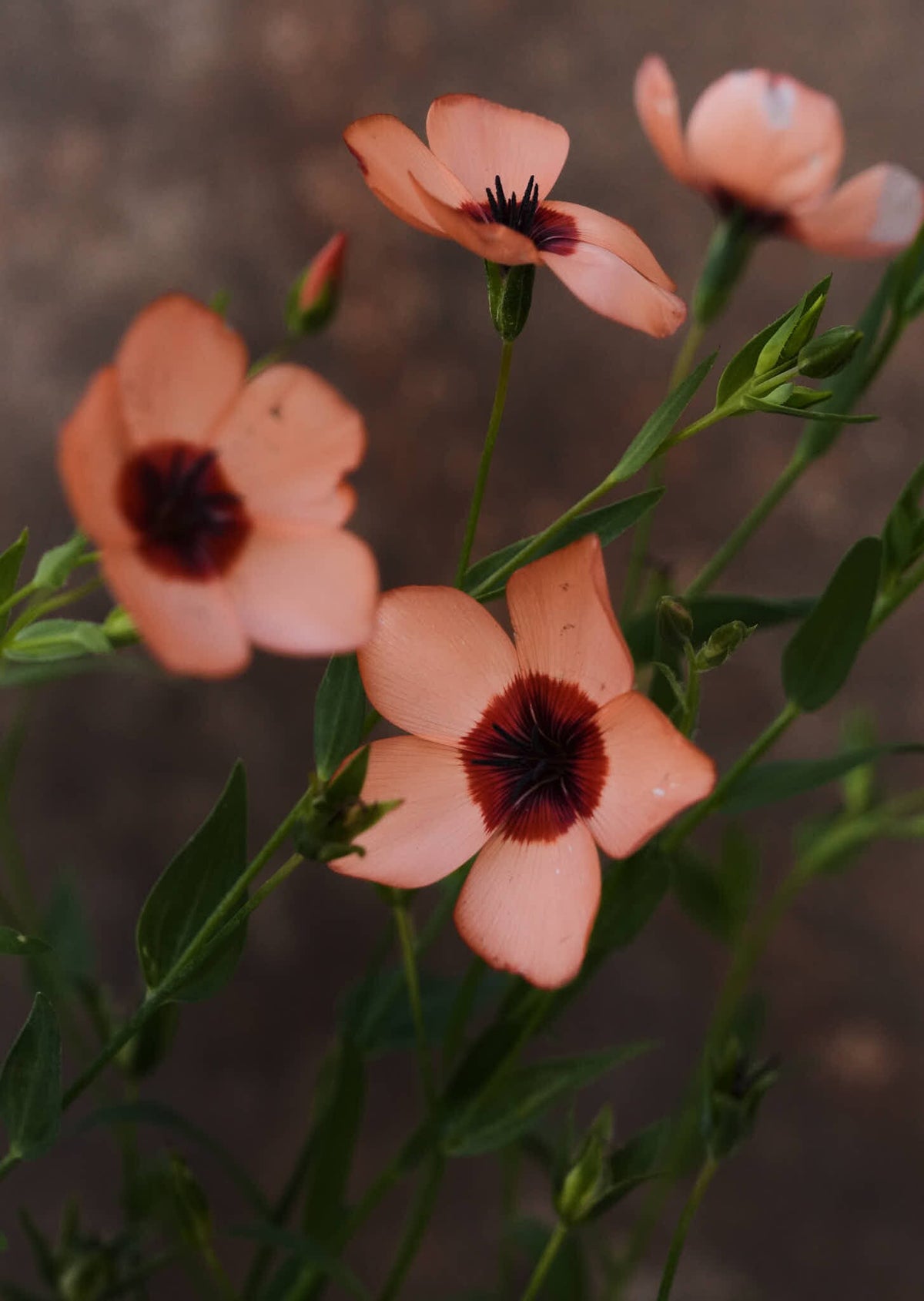Hør 'Charmer Salmon' Seed 