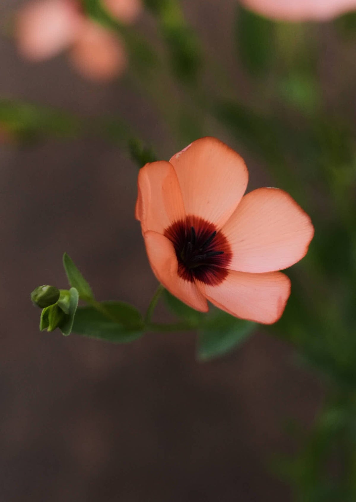 Hør 'Charmer Salmon' Seed 