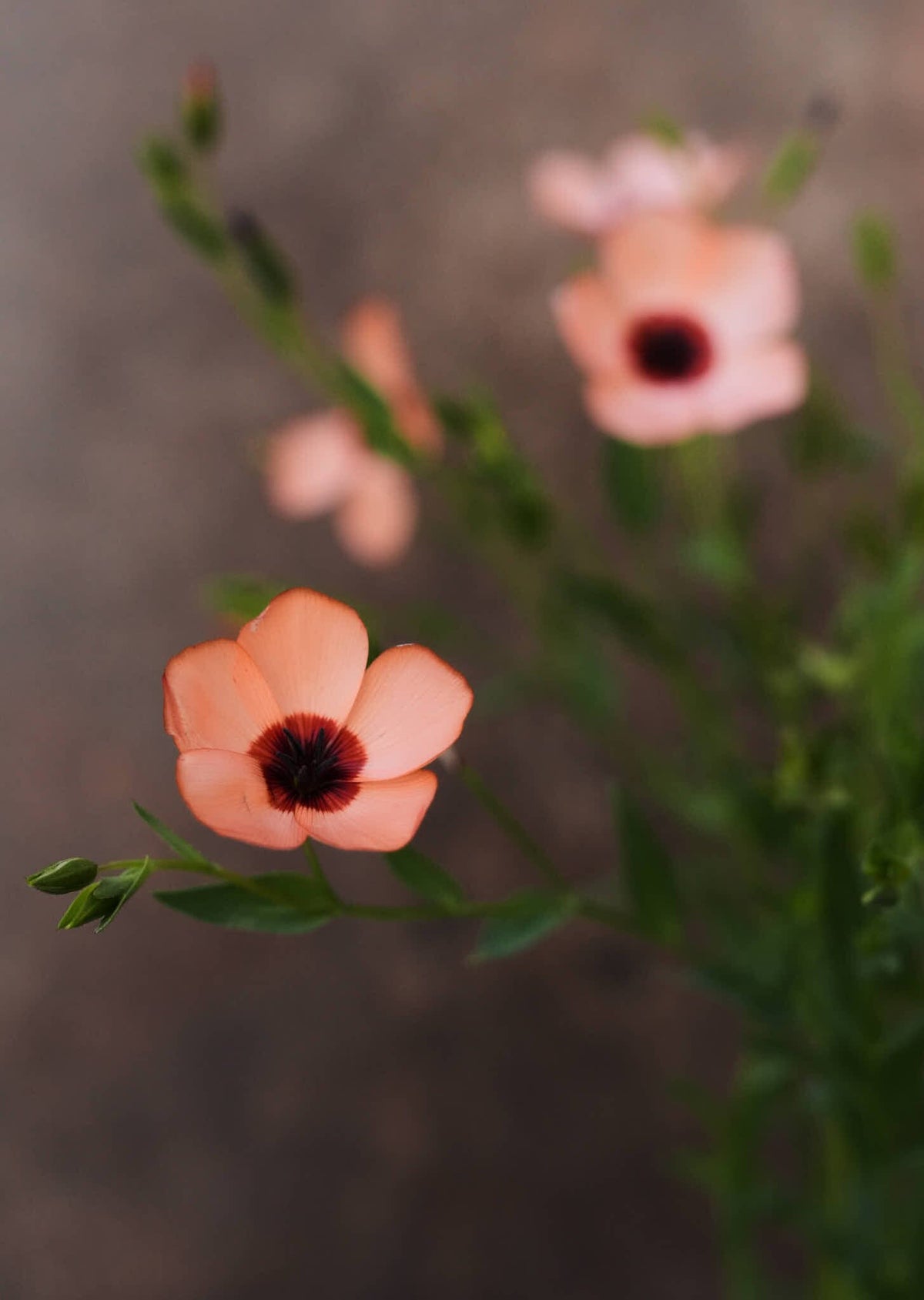 Hør 'Charmer Salmon' Seed 