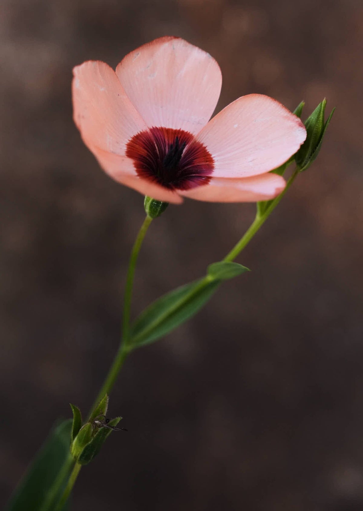 Hør 'Charmer Salmon' Seed 