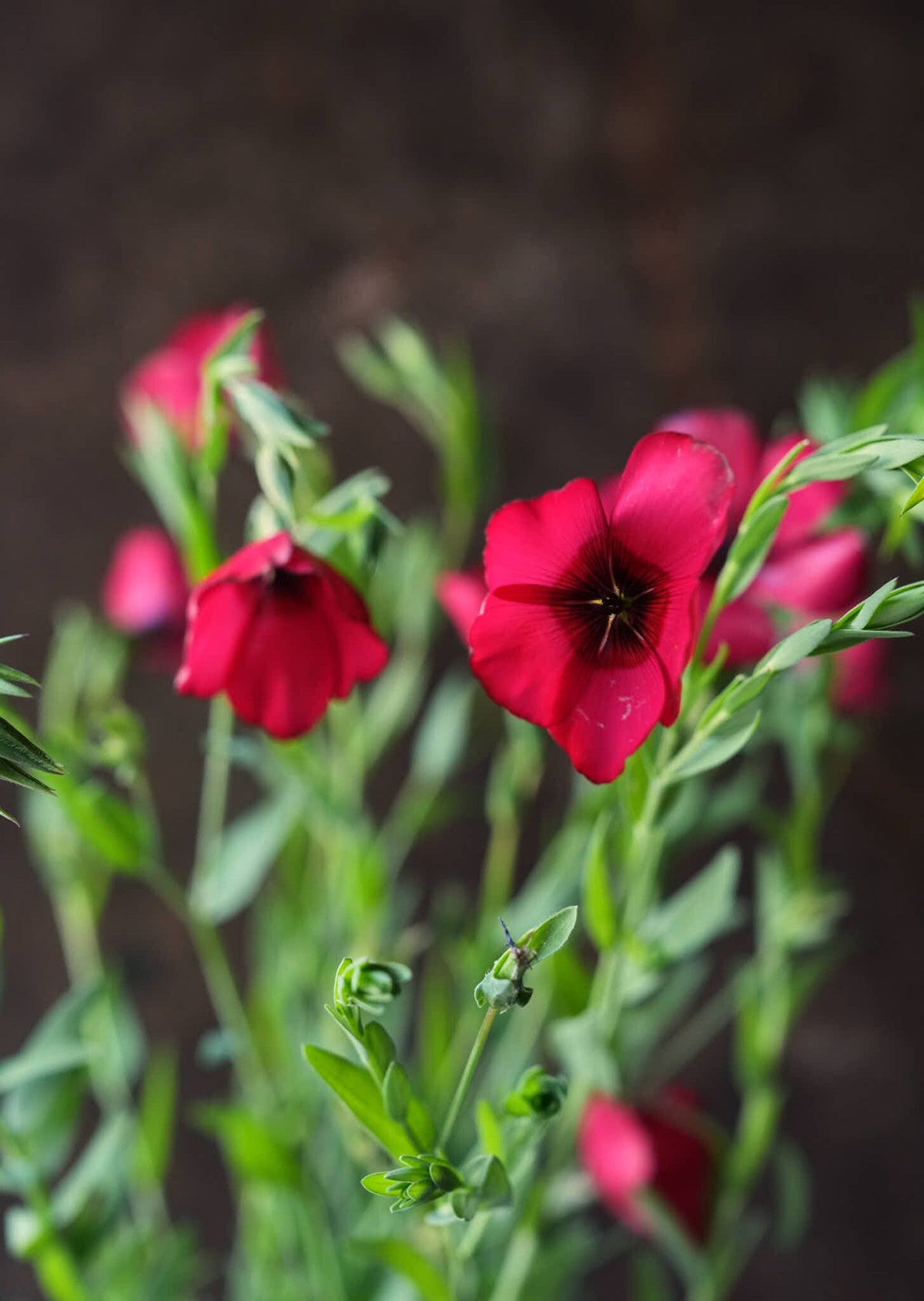 Hør 'Rubrum' Seed 