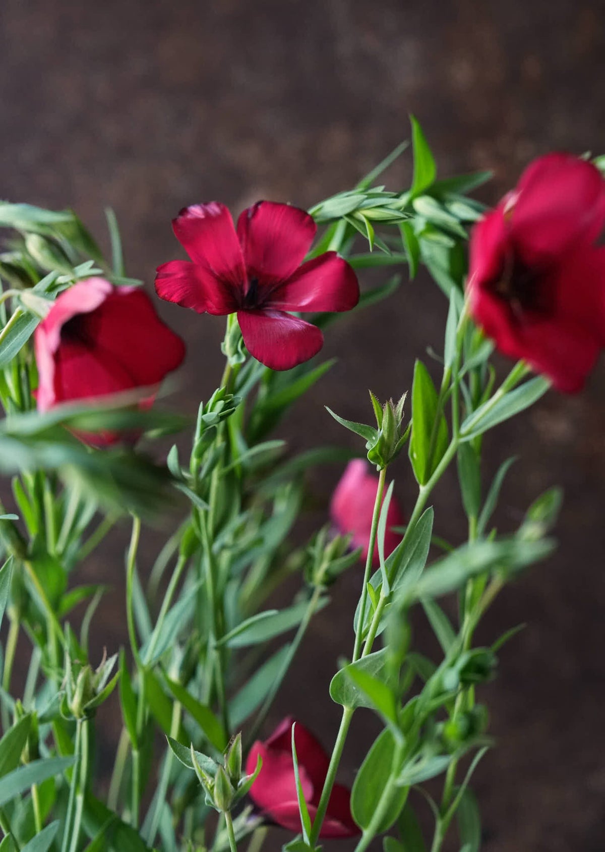 Hør 'Rubrum' Seed 