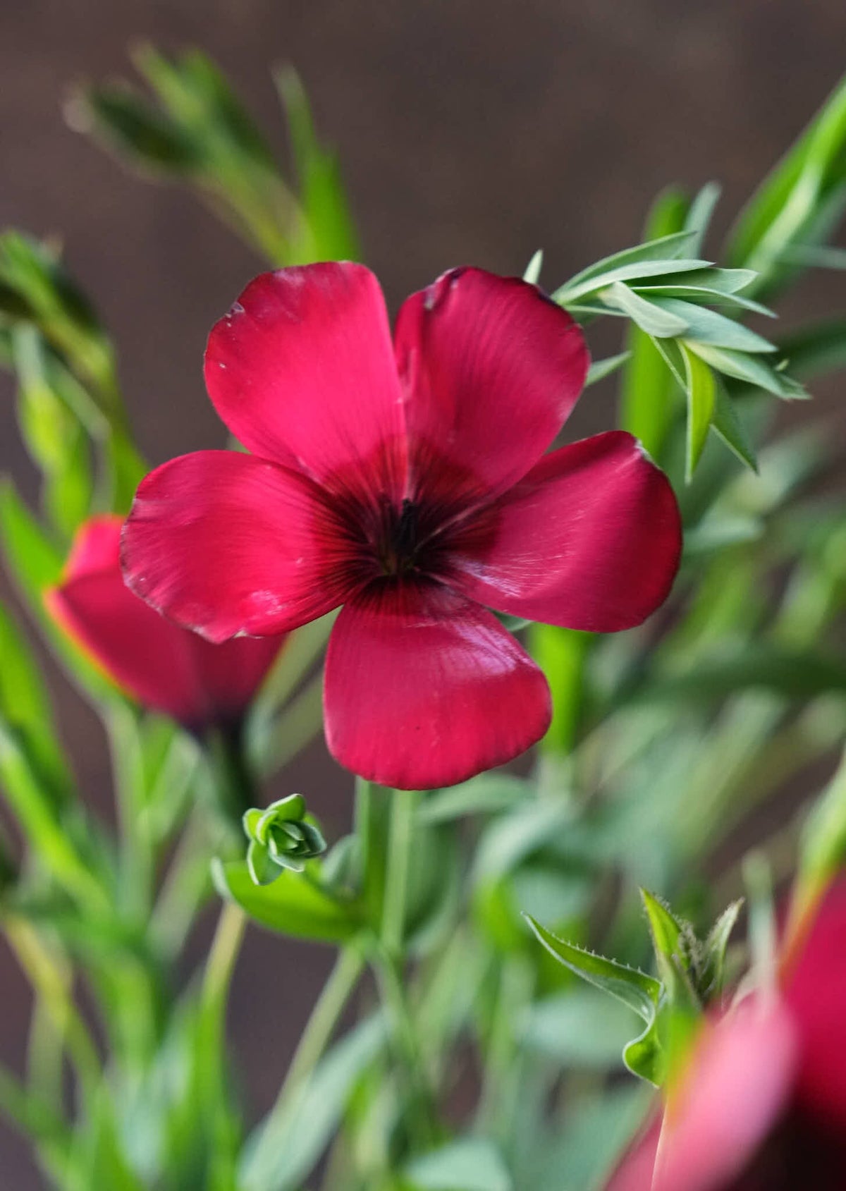 Hør 'Rubrum' Seed 