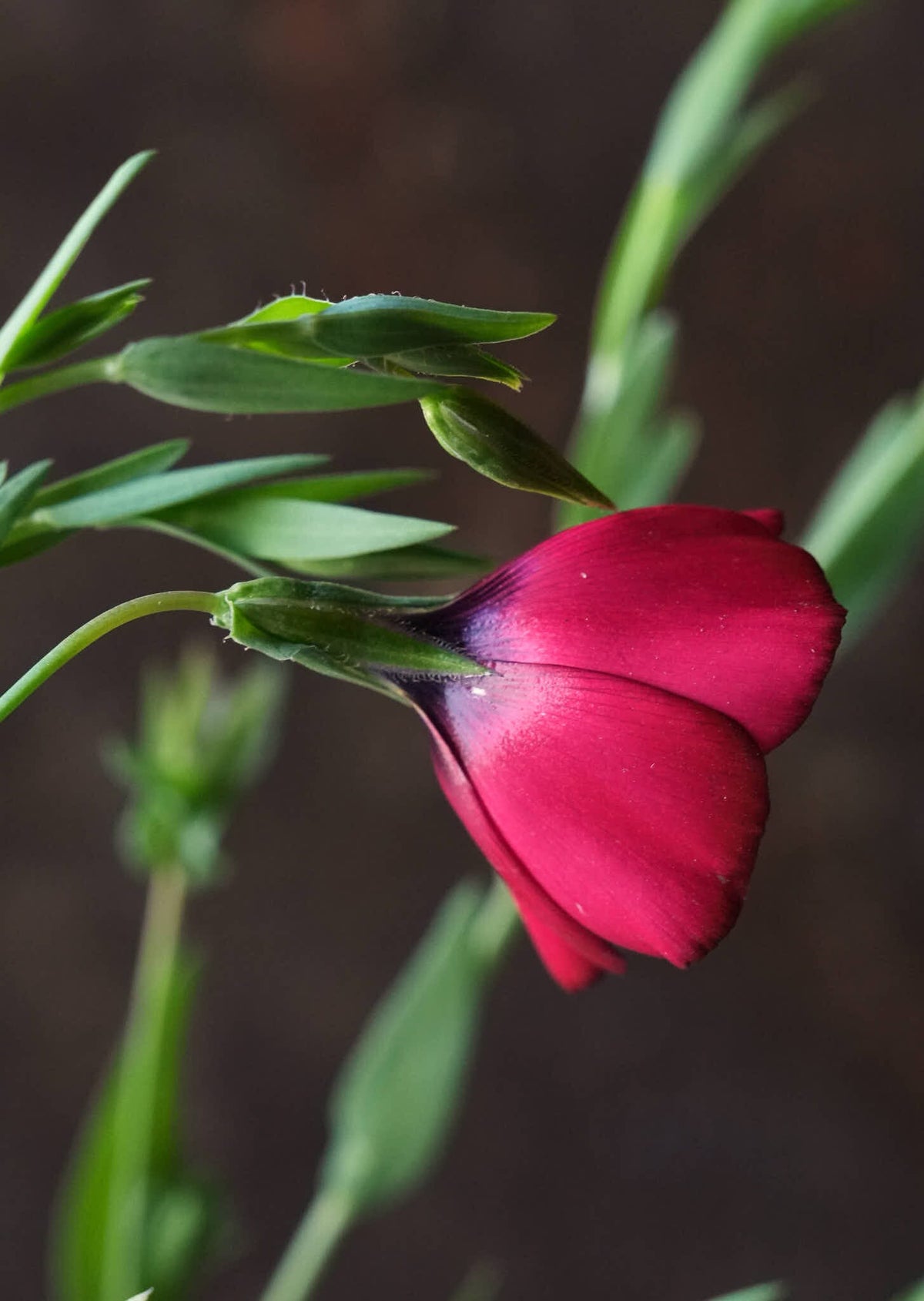 Hør 'Rubrum' Seed 