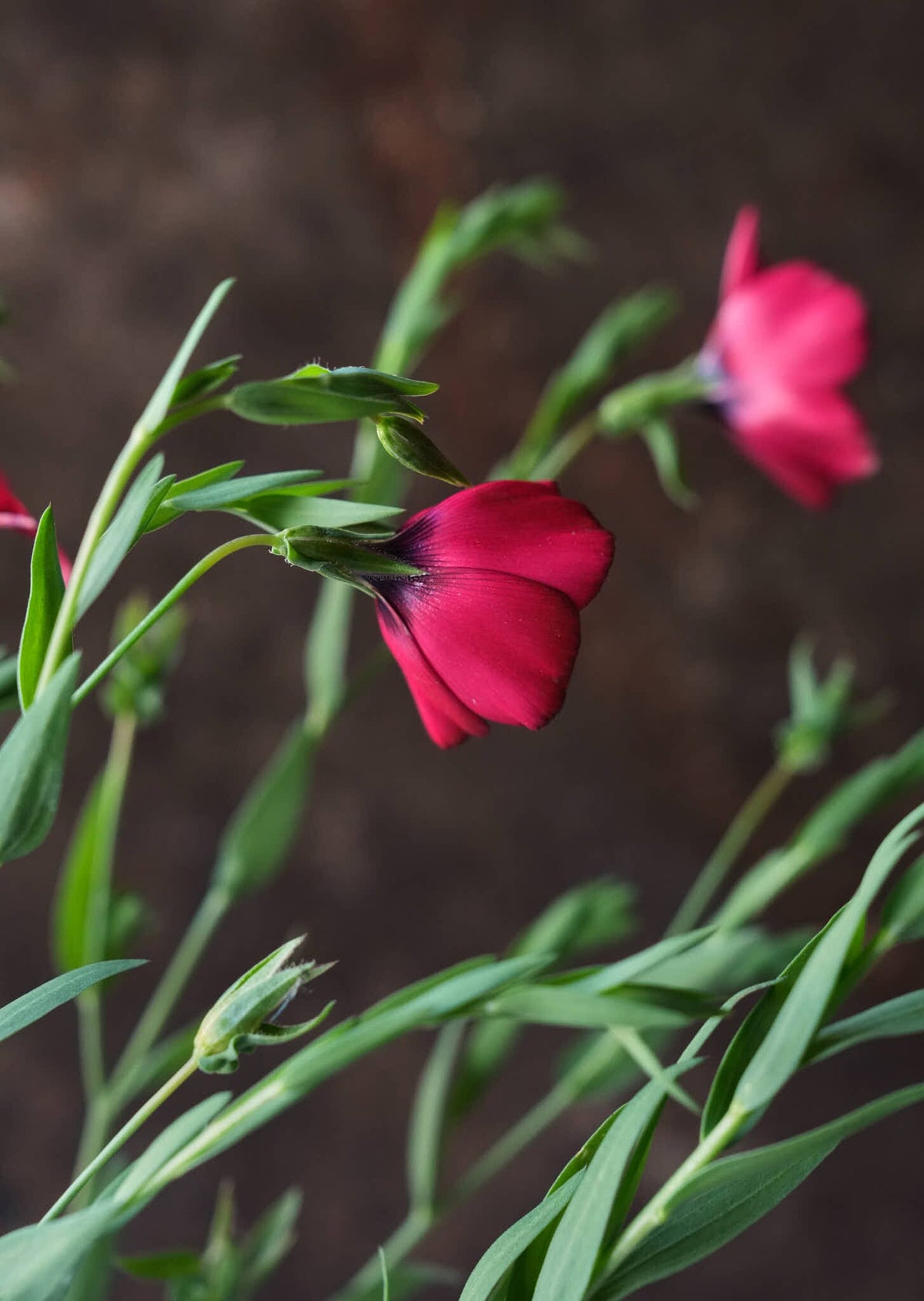 Hør 'Rubrum' Seed 