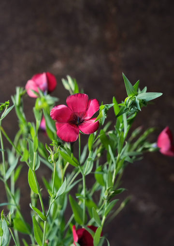 Hør 'Rubrum' Seed 