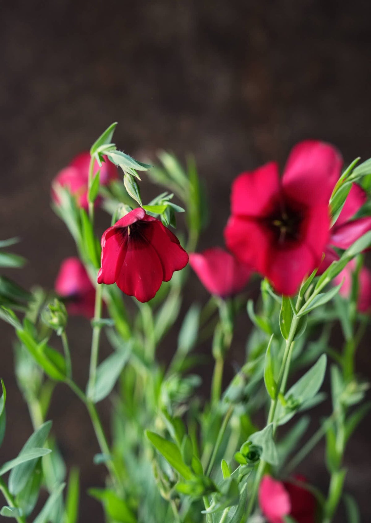 Hør 'Rubrum' Seed 