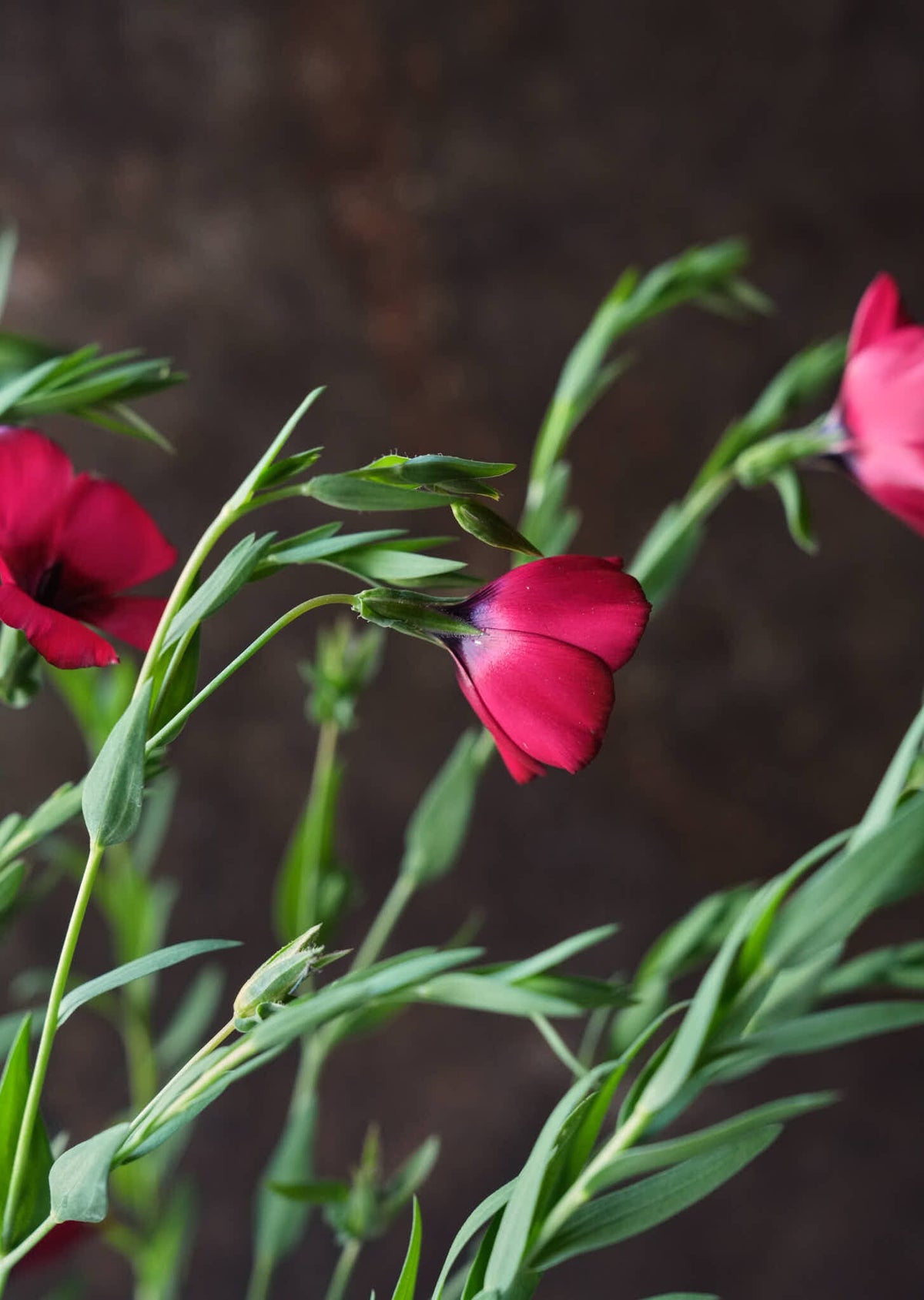 Hør 'Rubrum' Seed 