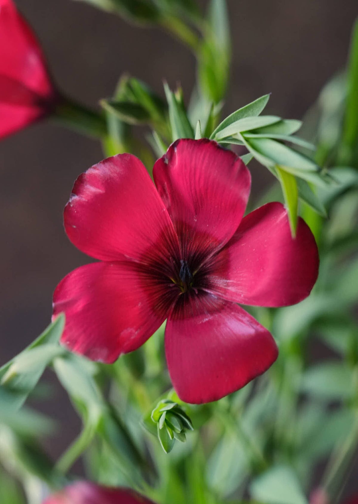 Hør 'Rubrum' Seed 