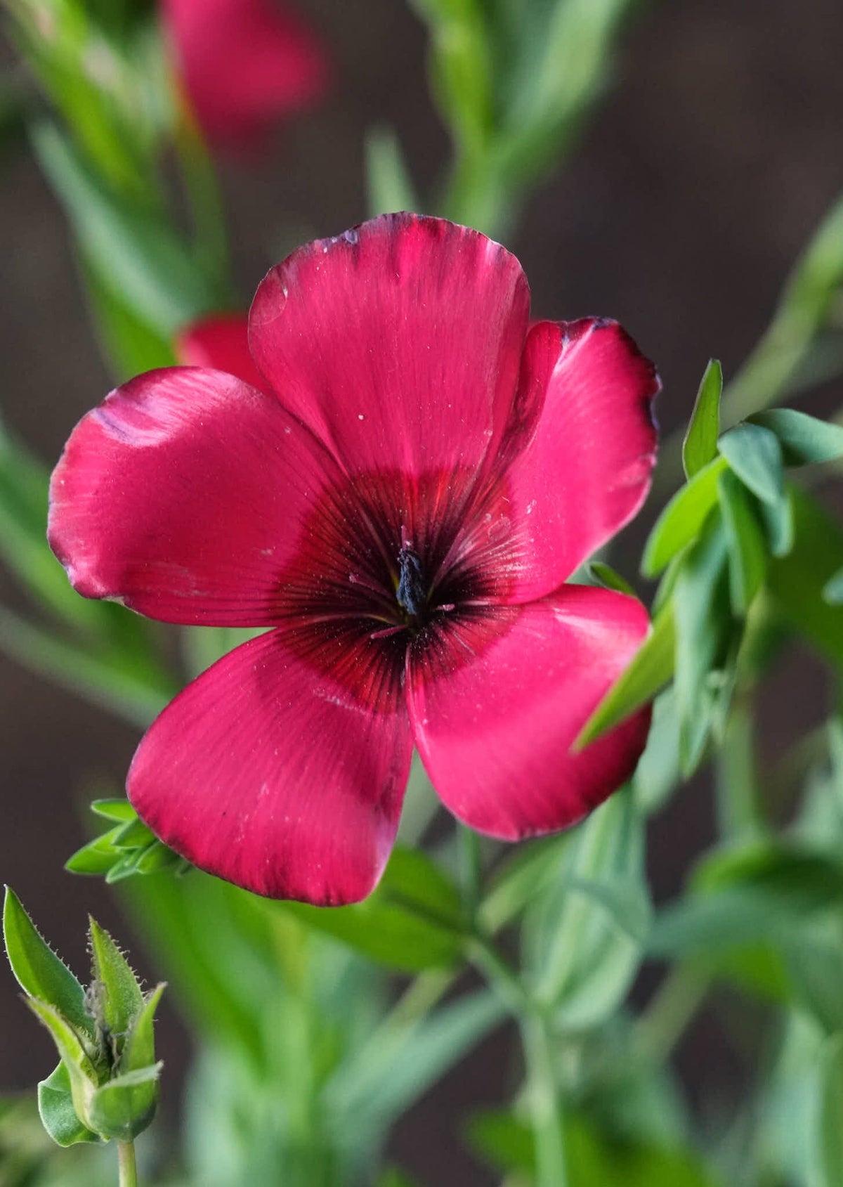 Hør 'Rubrum' Seed 