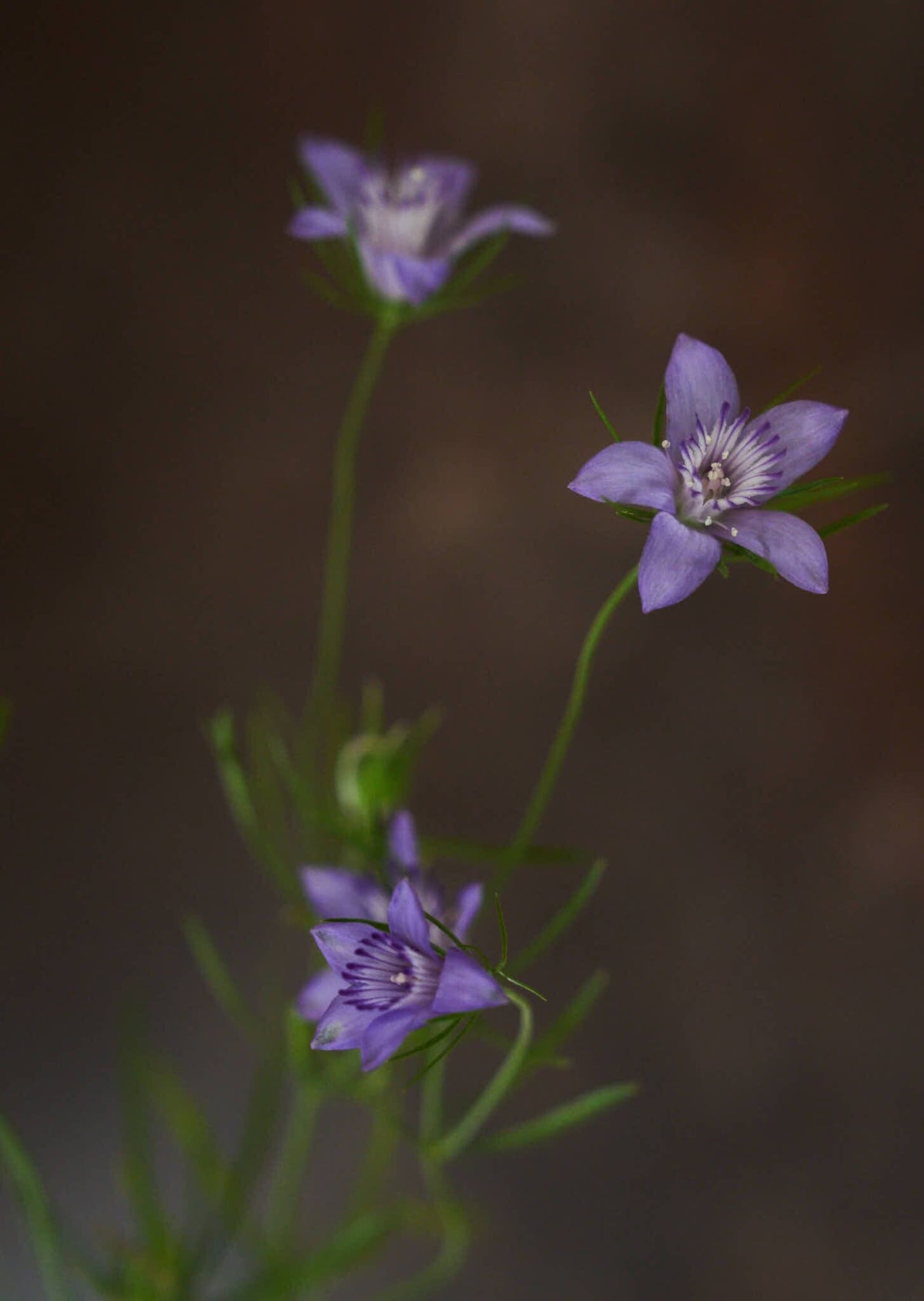 Jomfru i det grønne 'Blue Stars' Seed 