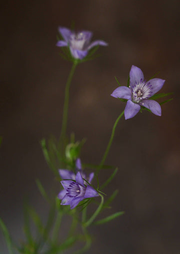 Jomfru i det grønne 'Blue Stars' Seed 