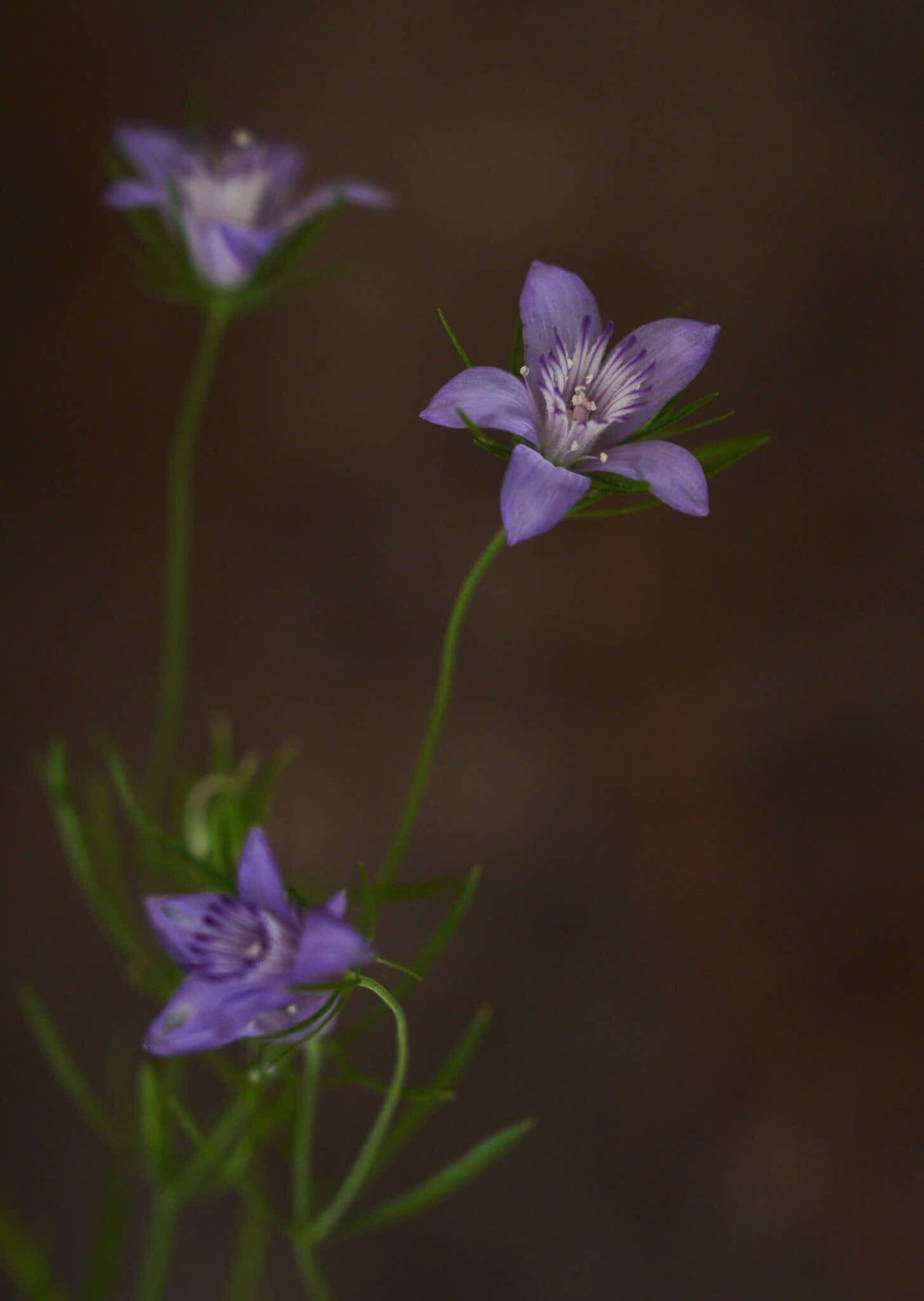 Jomfru i det grønne 'Blue Stars' Seed 