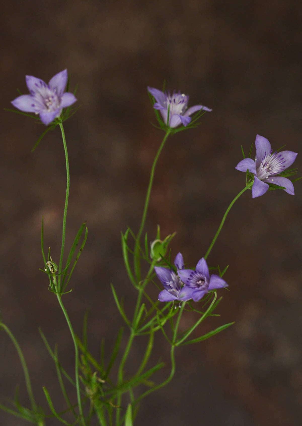Jomfru i det grønne 'Blue Stars' Seed 