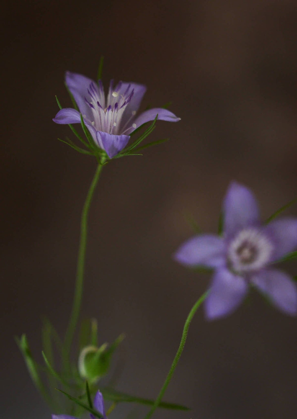 Jomfru i det grønne 'Blue Stars' Seed 