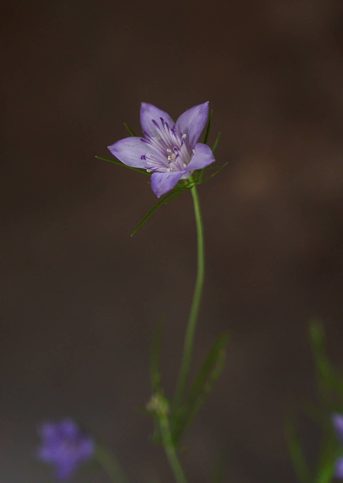 Jomfru i det grønne 'Blue Stars' Seed 