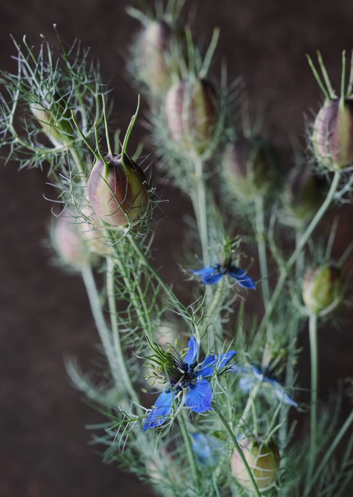 Jomfru i det grønne 'Miss Jekyll Dark Blue' Seed 