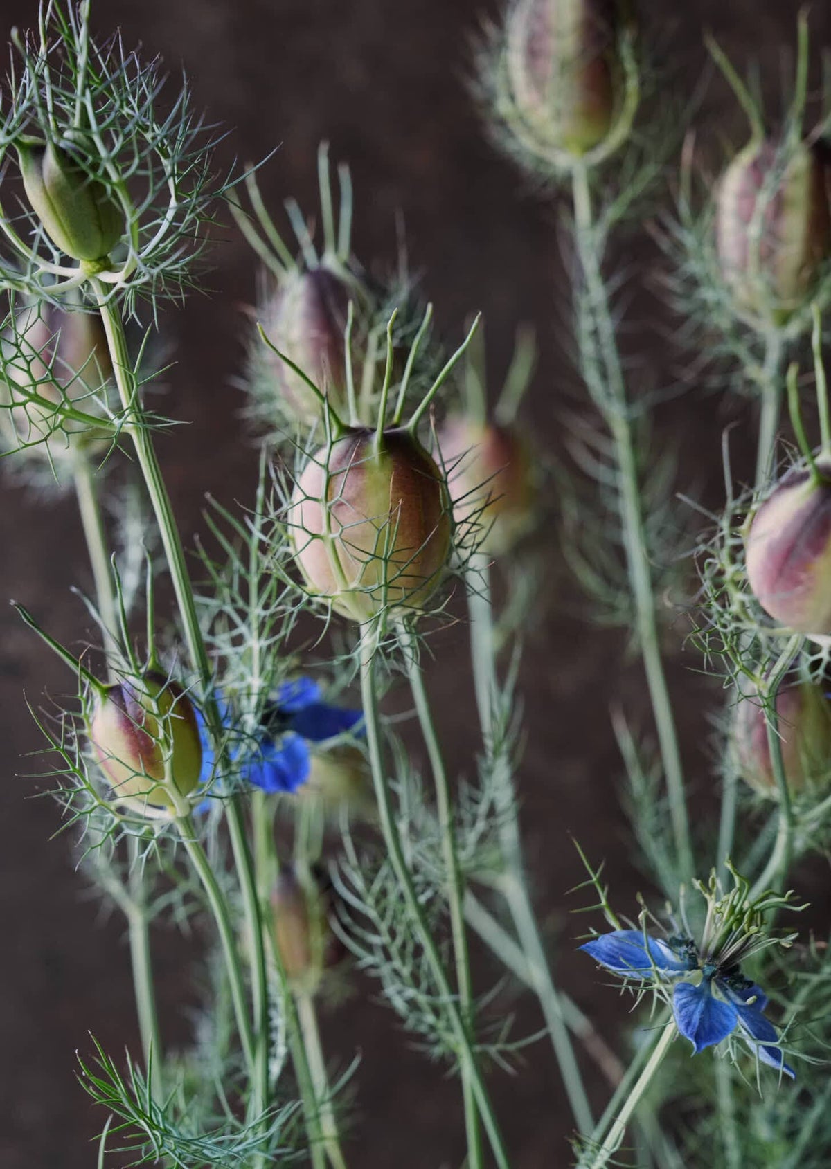 Jomfru i det grønne 'Miss Jekyll Dark Blue' Seed 