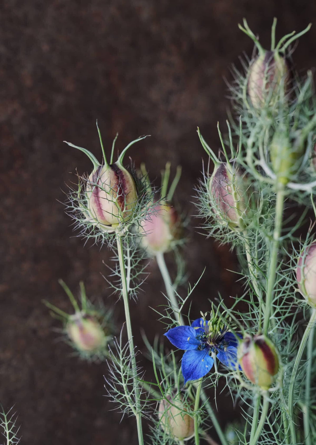 Jomfru i det grønne 'Miss Jekyll Dark Blue' Seed 