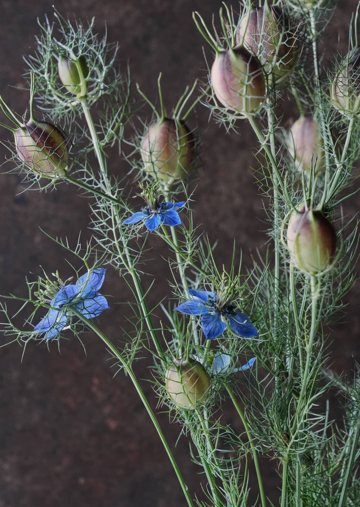 Jomfru i det grønne 'Miss Jekyll Dark Blue' Seed 