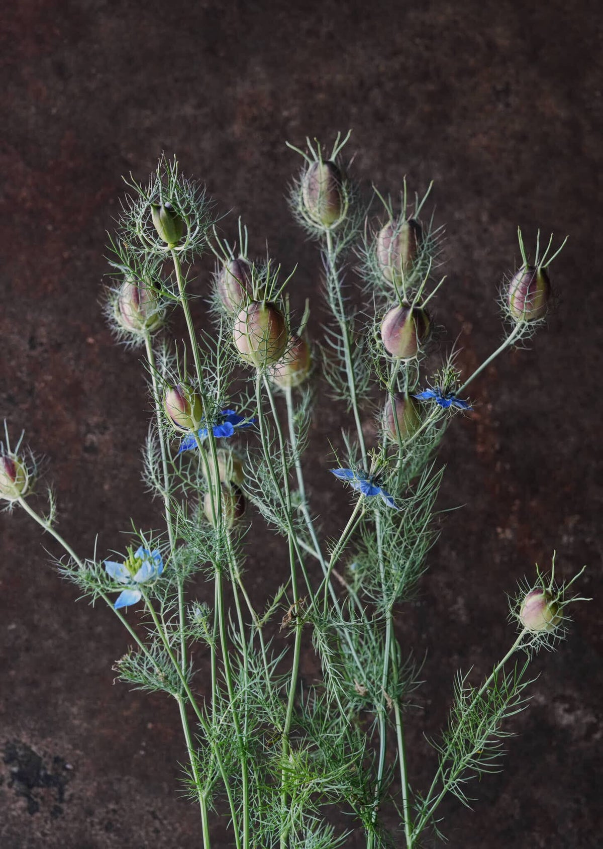Jomfru i det grønne 'Miss Jekyll Dark Blue' Seed 