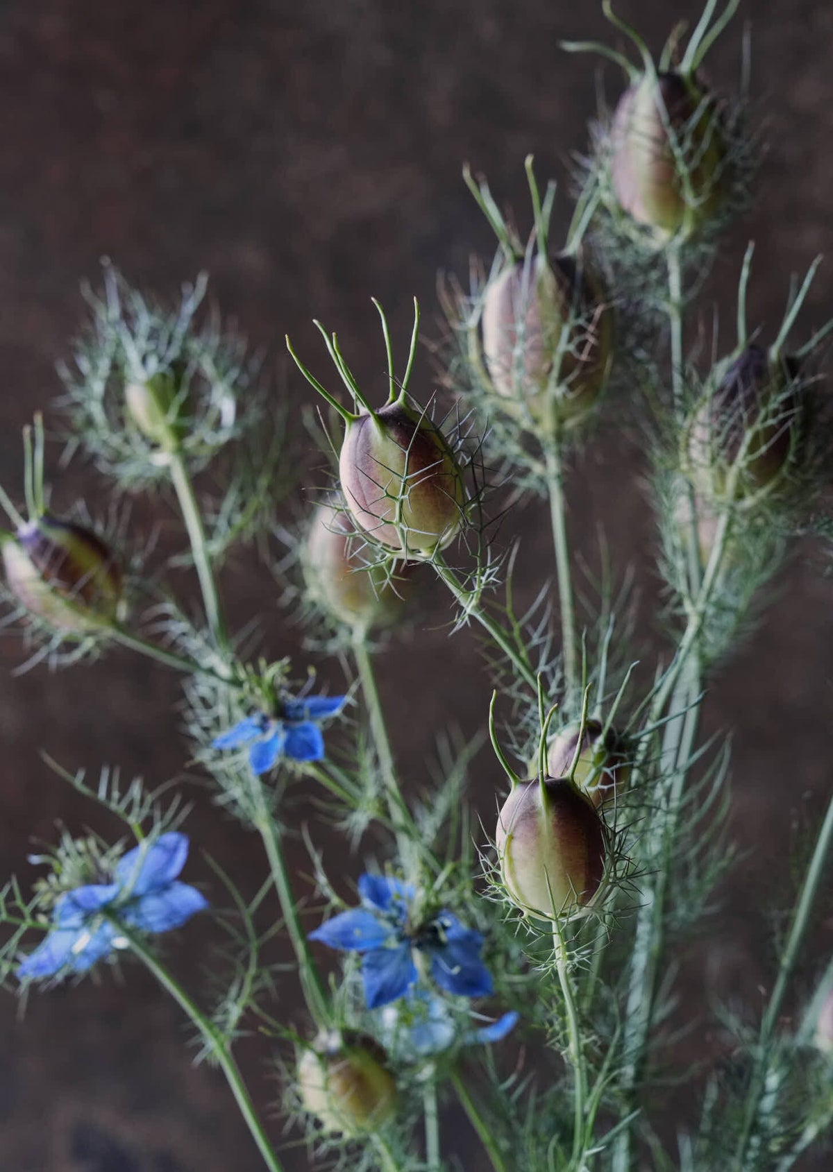 Jomfru i det grønne 'Miss Jekyll Dark Blue' Seed 