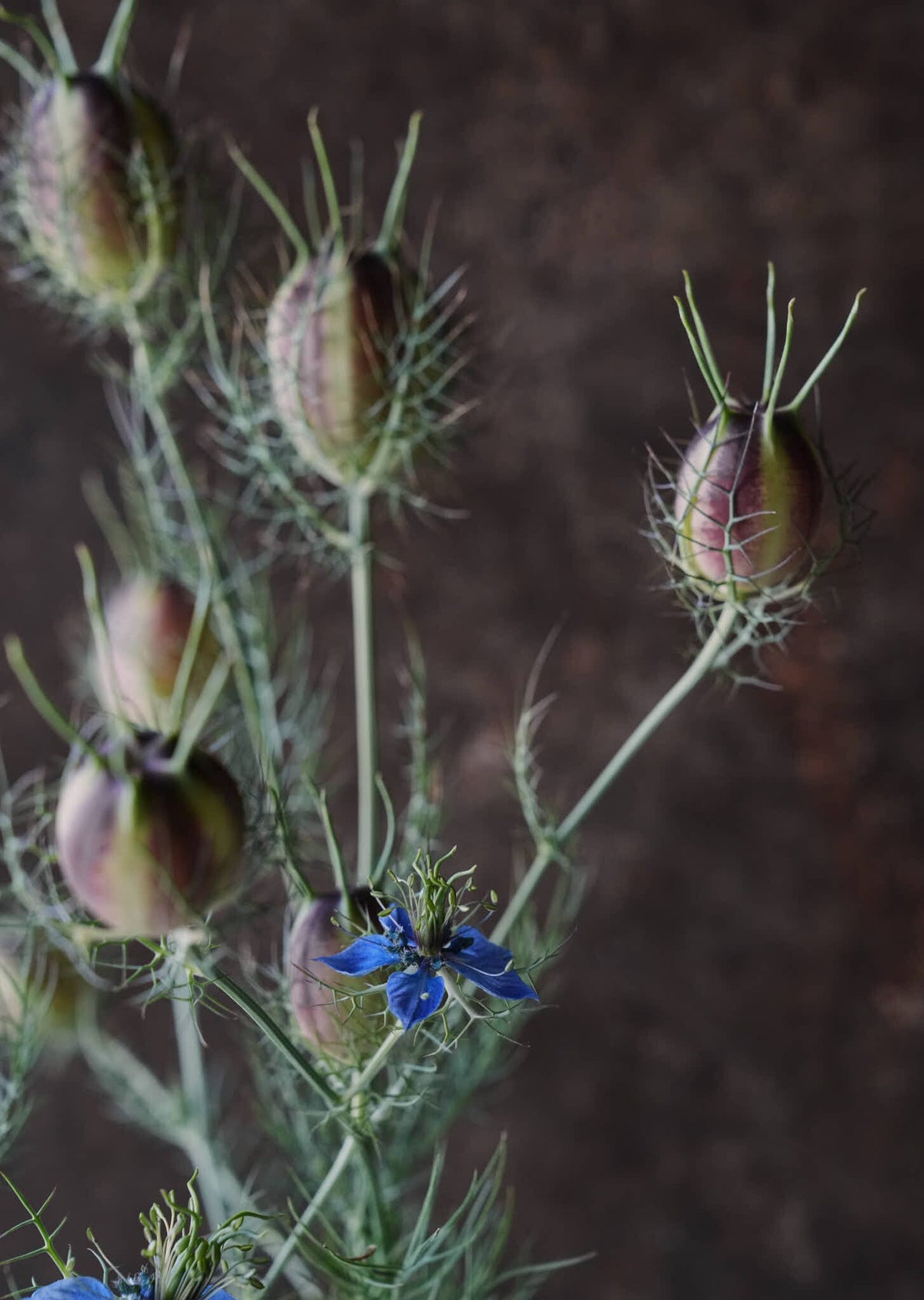 Jomfru i det grønne 'Miss Jekyll Dark Blue' Seed 