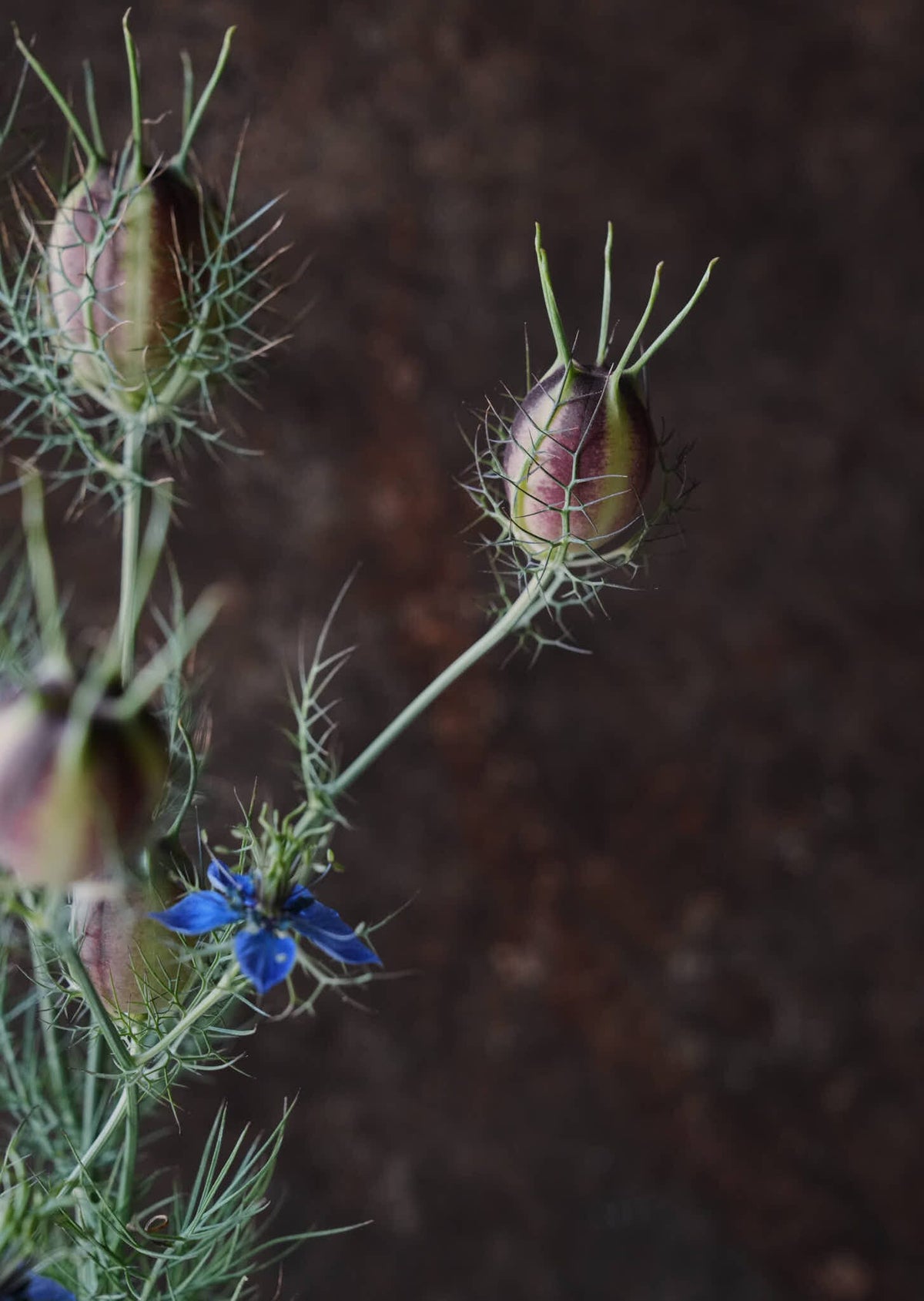 Jomfru i det grønne 'Miss Jekyll Dark Blue' Seed 