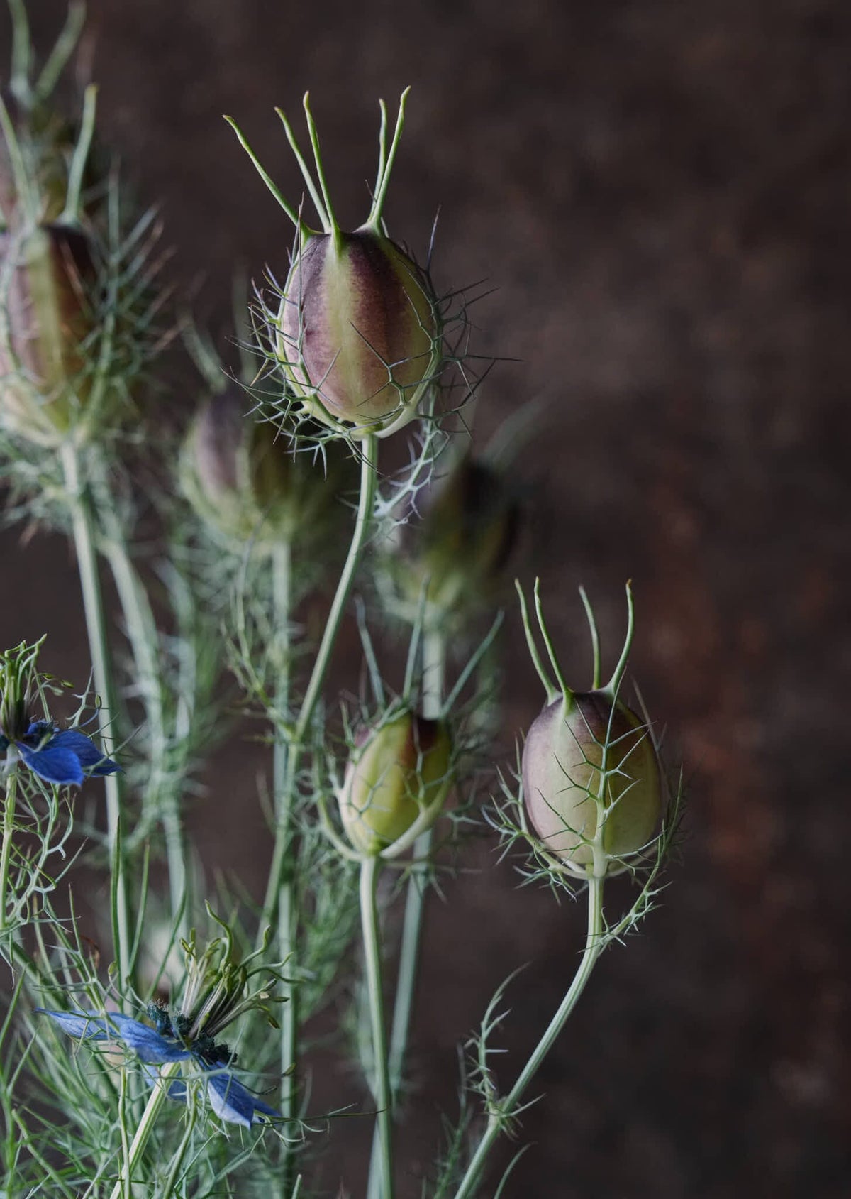 Jomfru i det grønne 'Miss Jekyll Dark Blue' Seed 