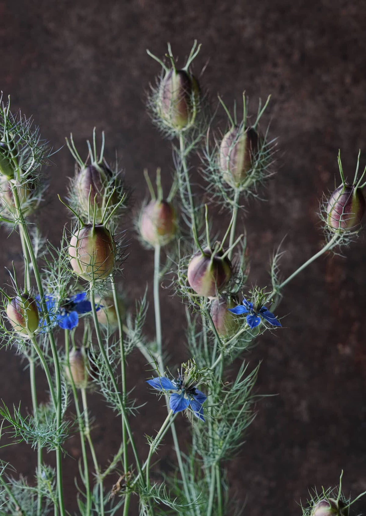 Jomfru i det grønne 'Miss Jekyll Dark Blue' Seed 