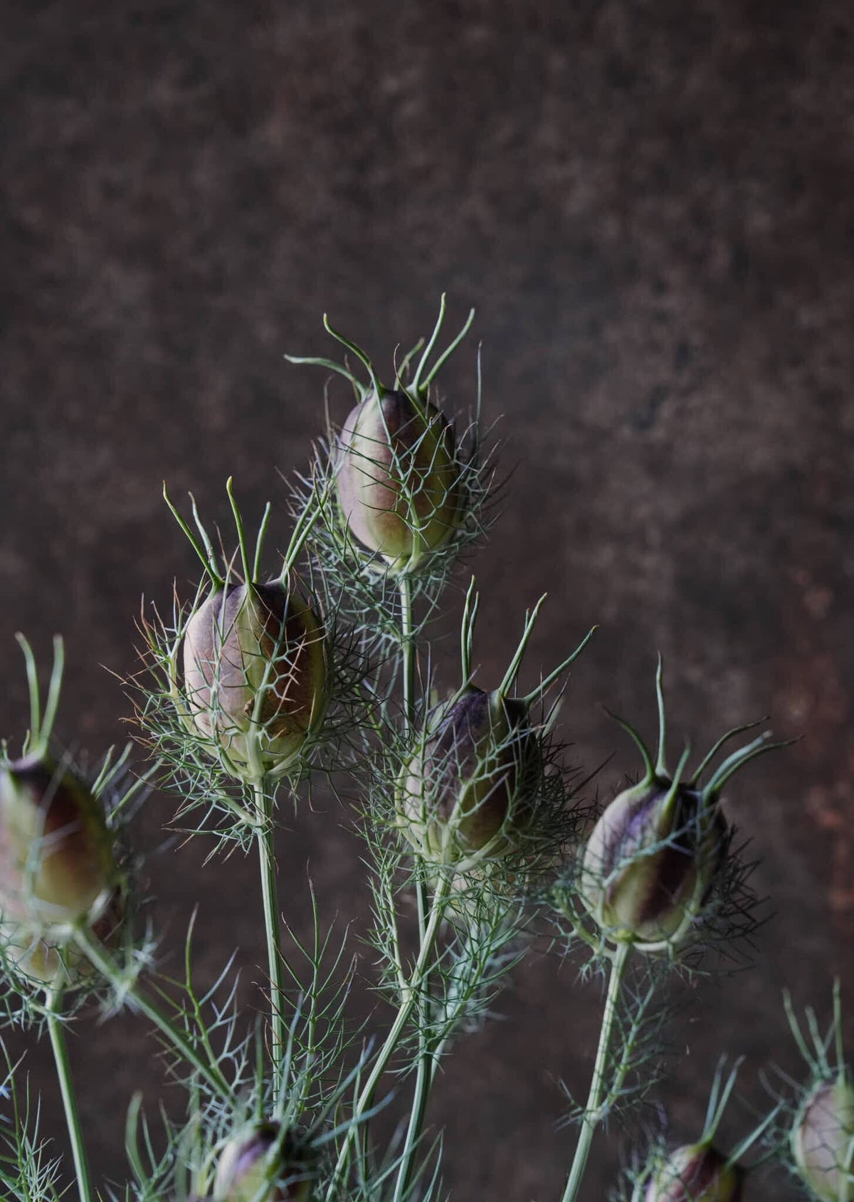 Jomfru i det grønne 'Miss Jekyll Dark Blue' Seed 