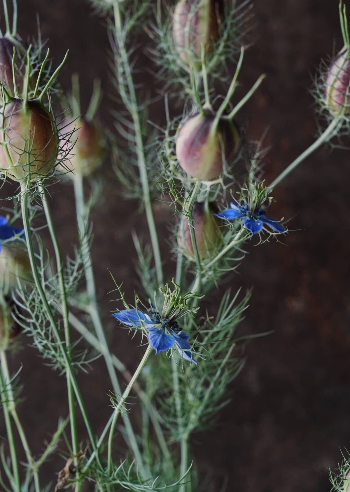 Jomfru i det grønne 'Miss Jekyll Dark Blue' Seed 