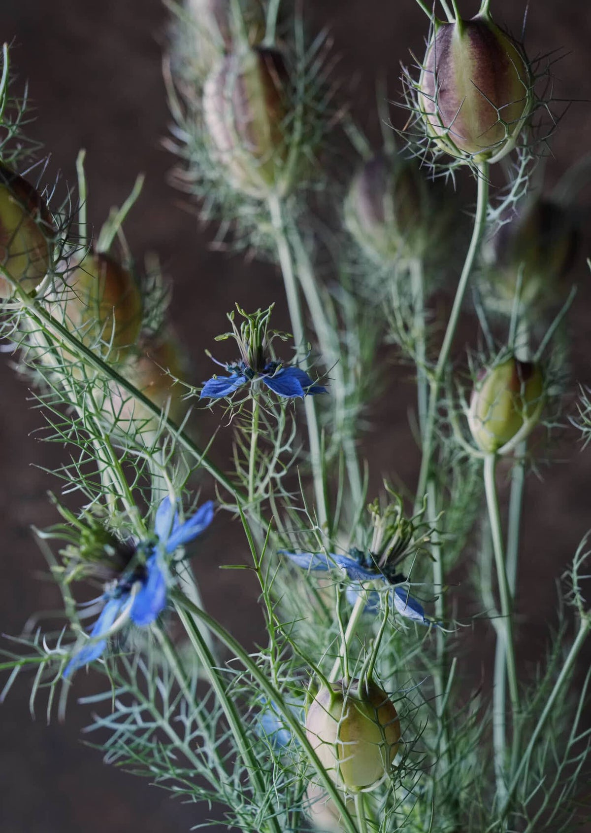Jomfru i det grønne 'Miss Jekyll Dark Blue' Seed 