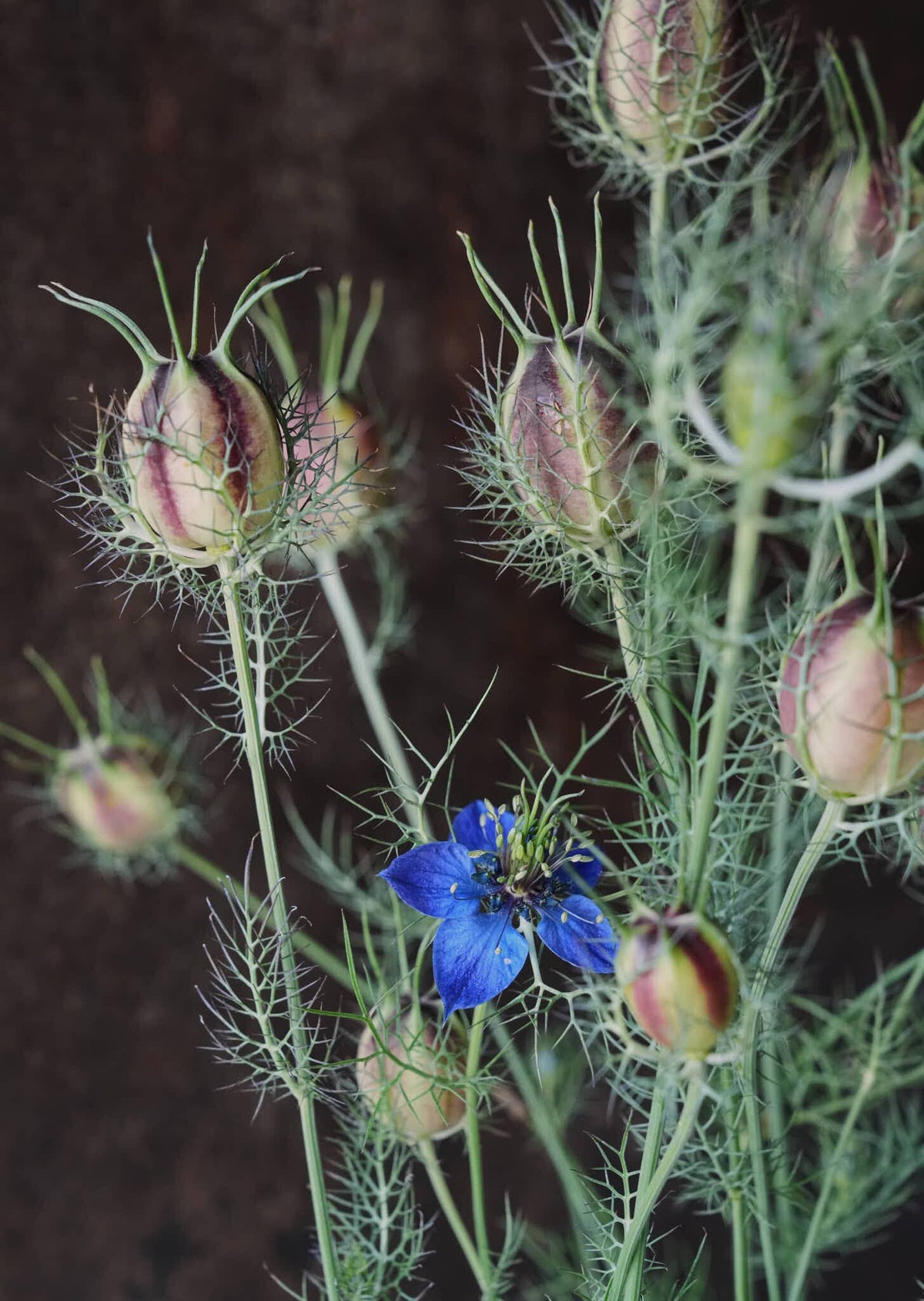 Jomfru i det grønne 'Miss Jekyll Dark Blue' Seed 