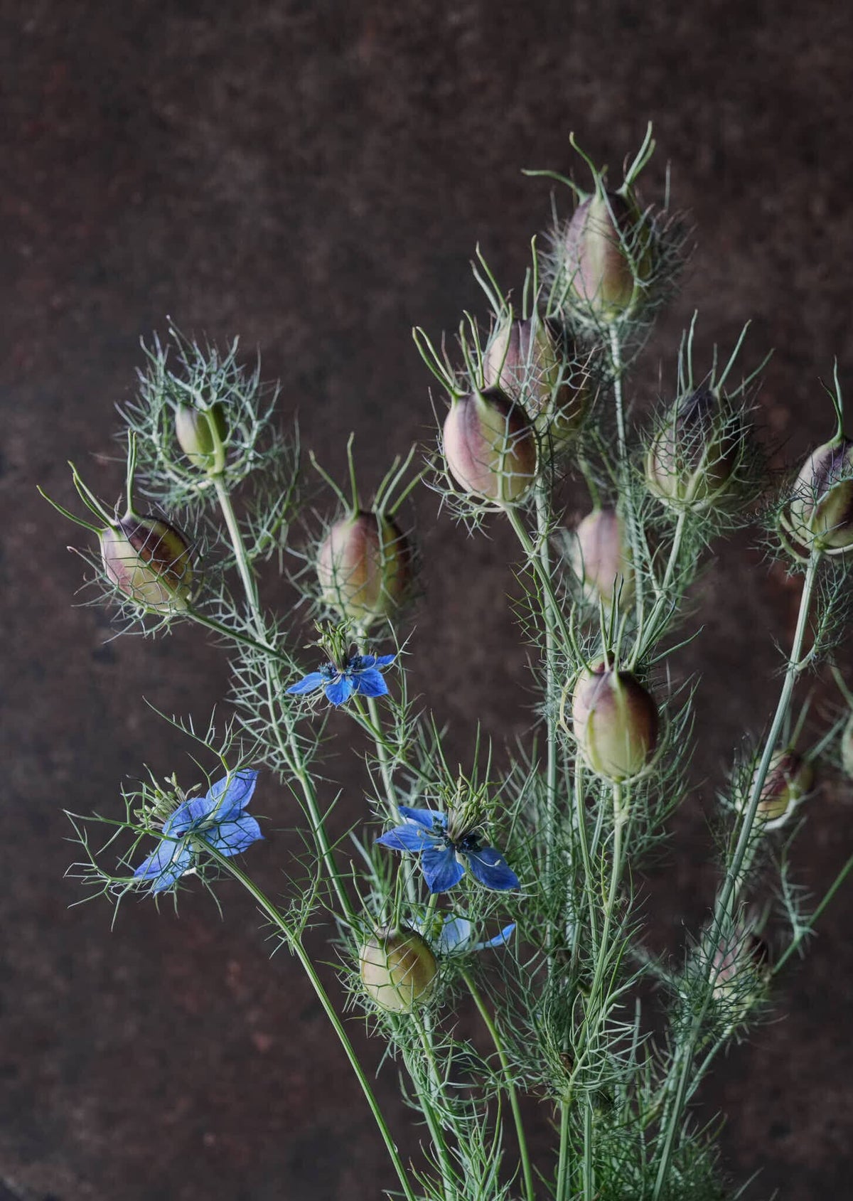 Jomfru i det grønne 'Miss Jekyll Dark Blue' Seed 