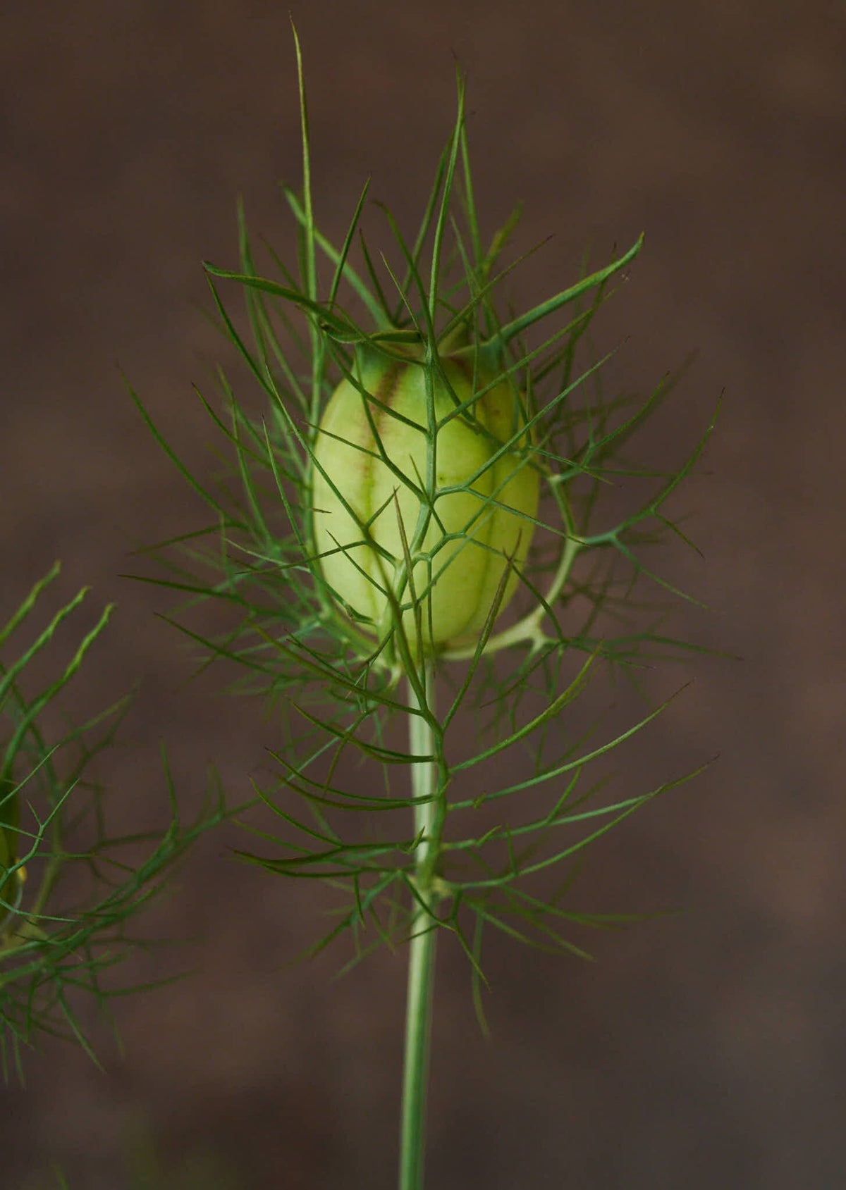 Jomfru i det grønne 'Miss Jekyll White' Seed 