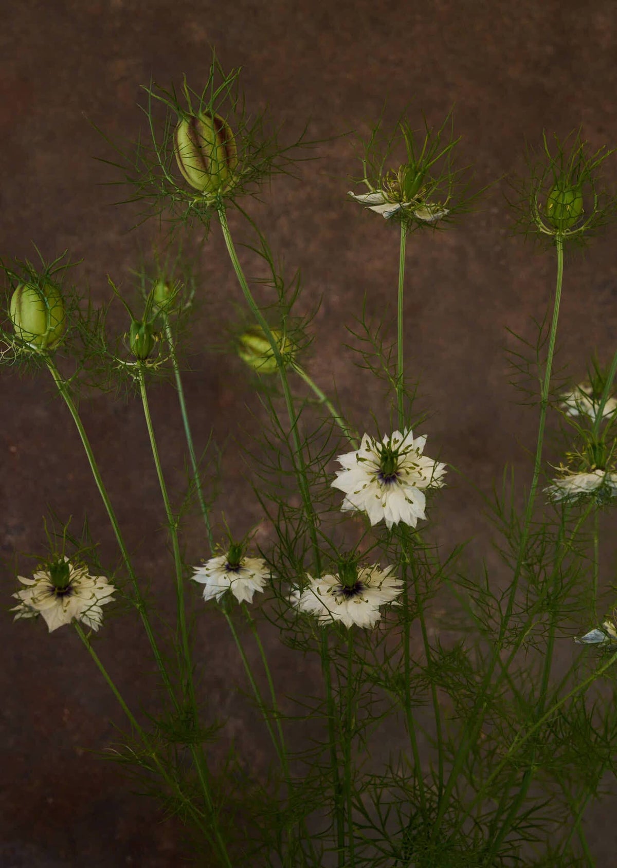 Jomfru i det grønne 'Miss Jekyll White' Seed 