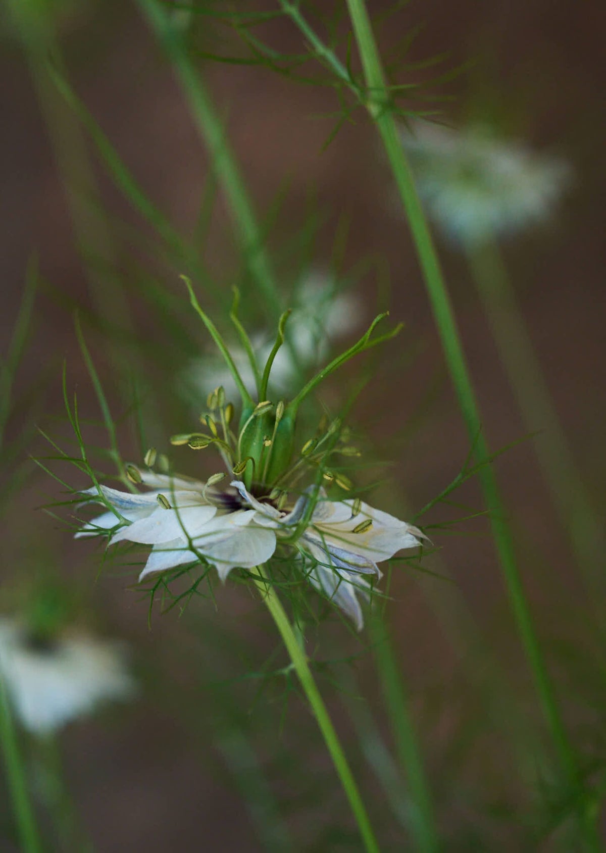 Jomfru i det grønne 'Miss Jekyll White' Seed 